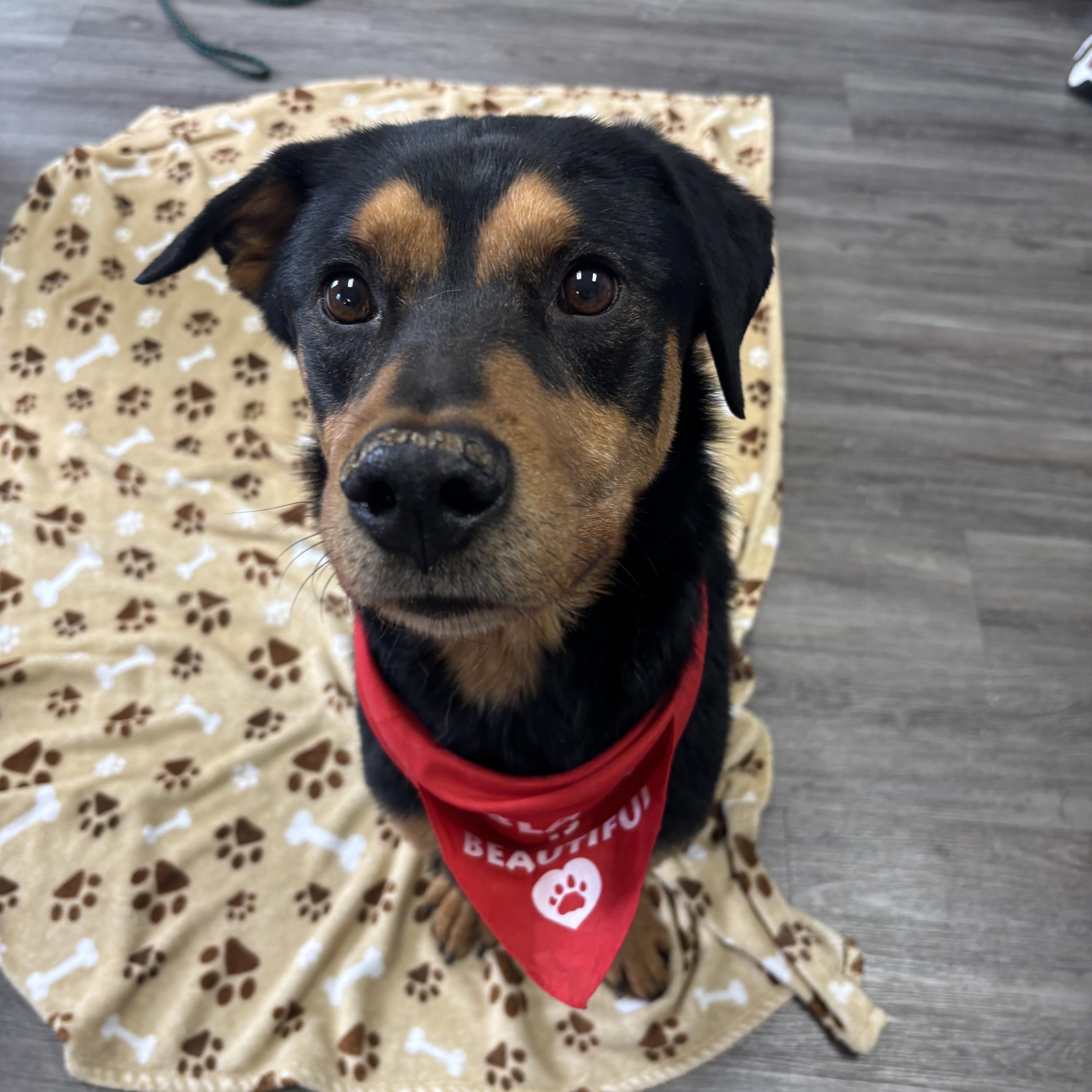 Chief, a ADOPTABLE mixed breed in Circleville, OH image 3/5