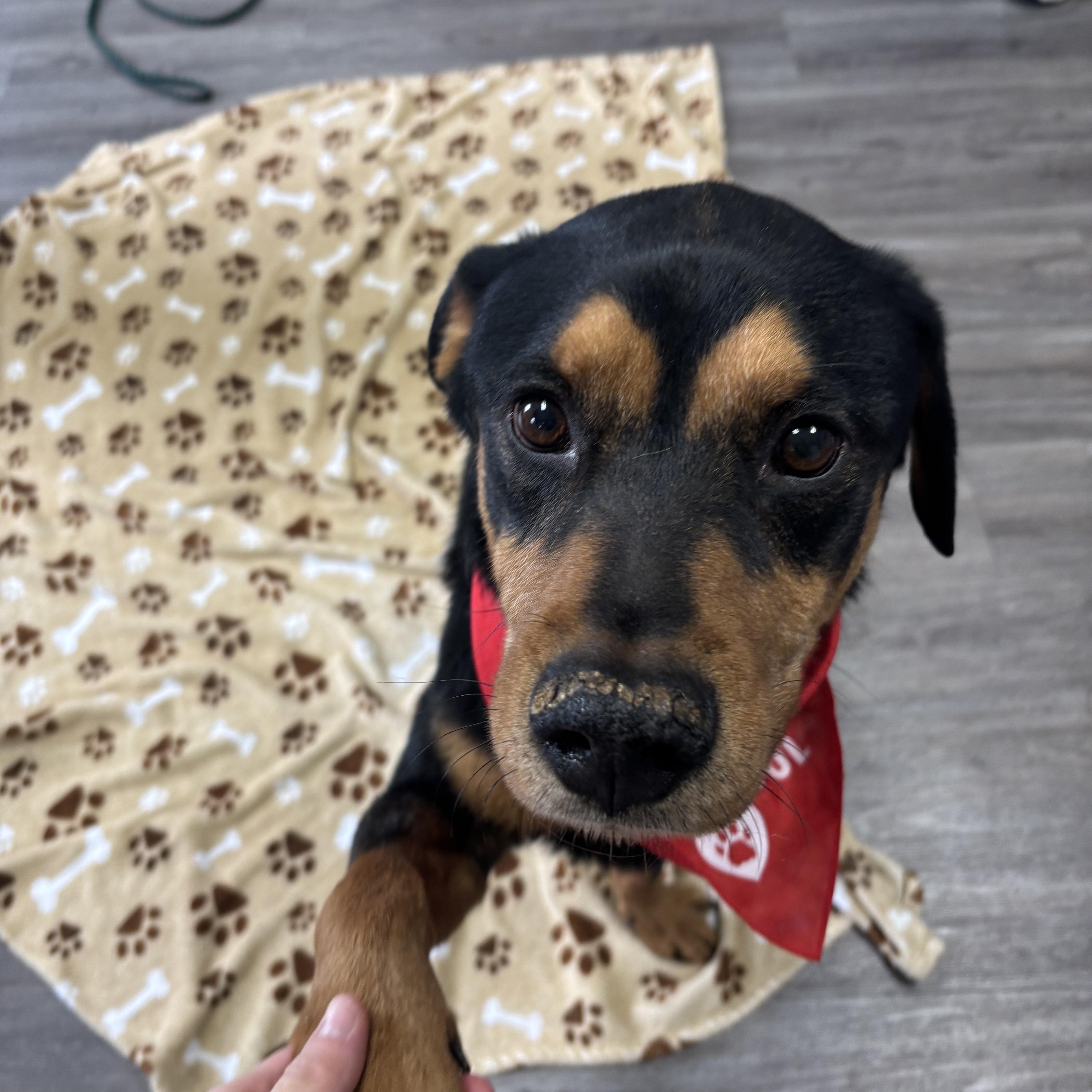 Chief, a ADOPTABLE mixed breed in Circleville, OH image 1/5