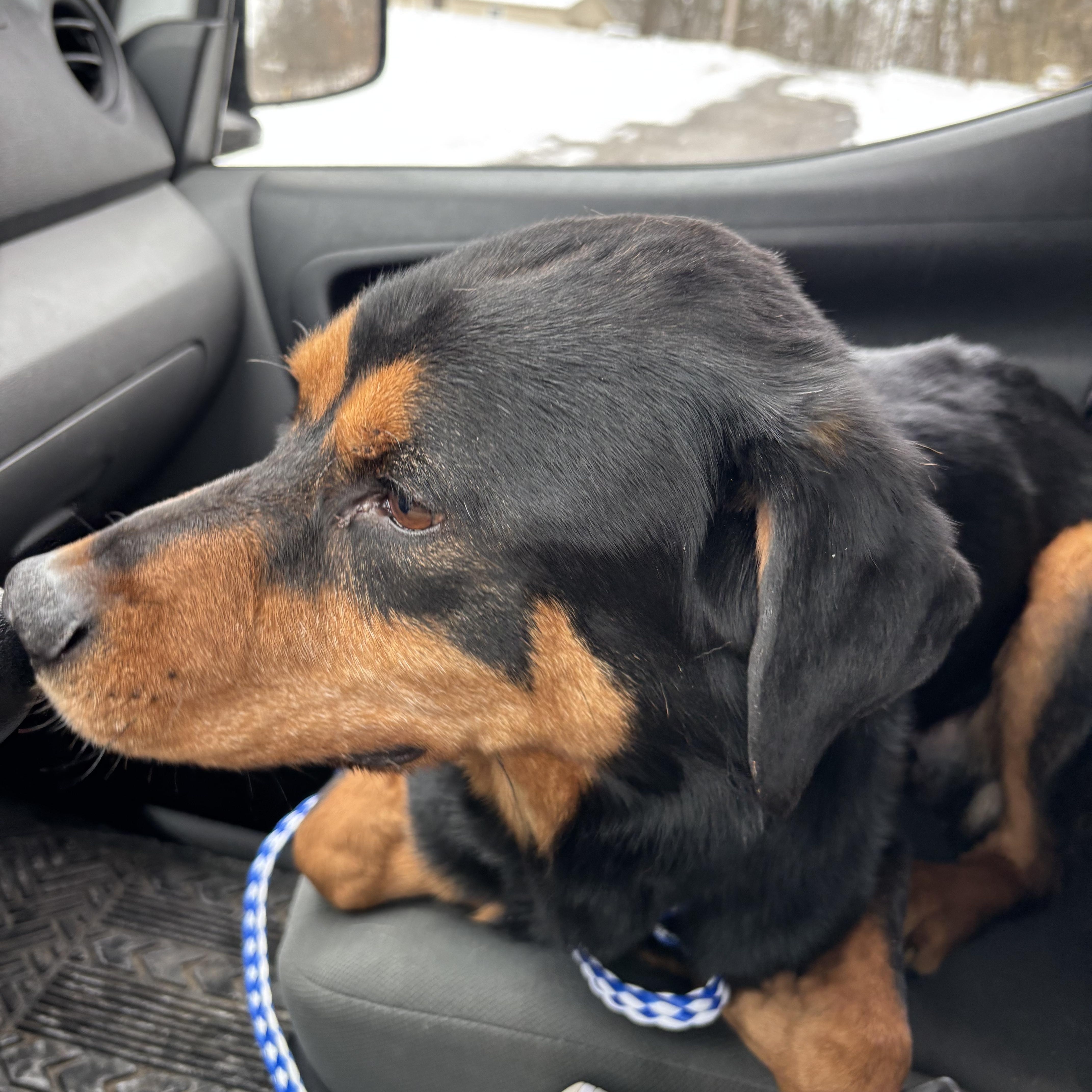 Chief, a ADOPTABLE mixed breed in Circleville, OH image 4/5