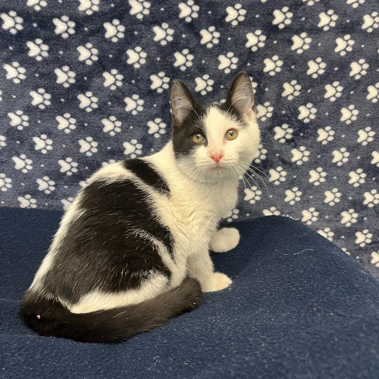 Enlarge Grape, an adopted Domestic Short Hair in Benld, IL image 1/1