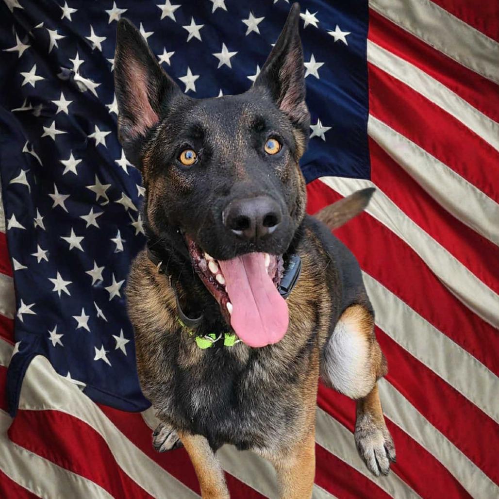 Enlarge Manny, a Adoptable German Shepherd Dog in Tulsa, OK image 1/6