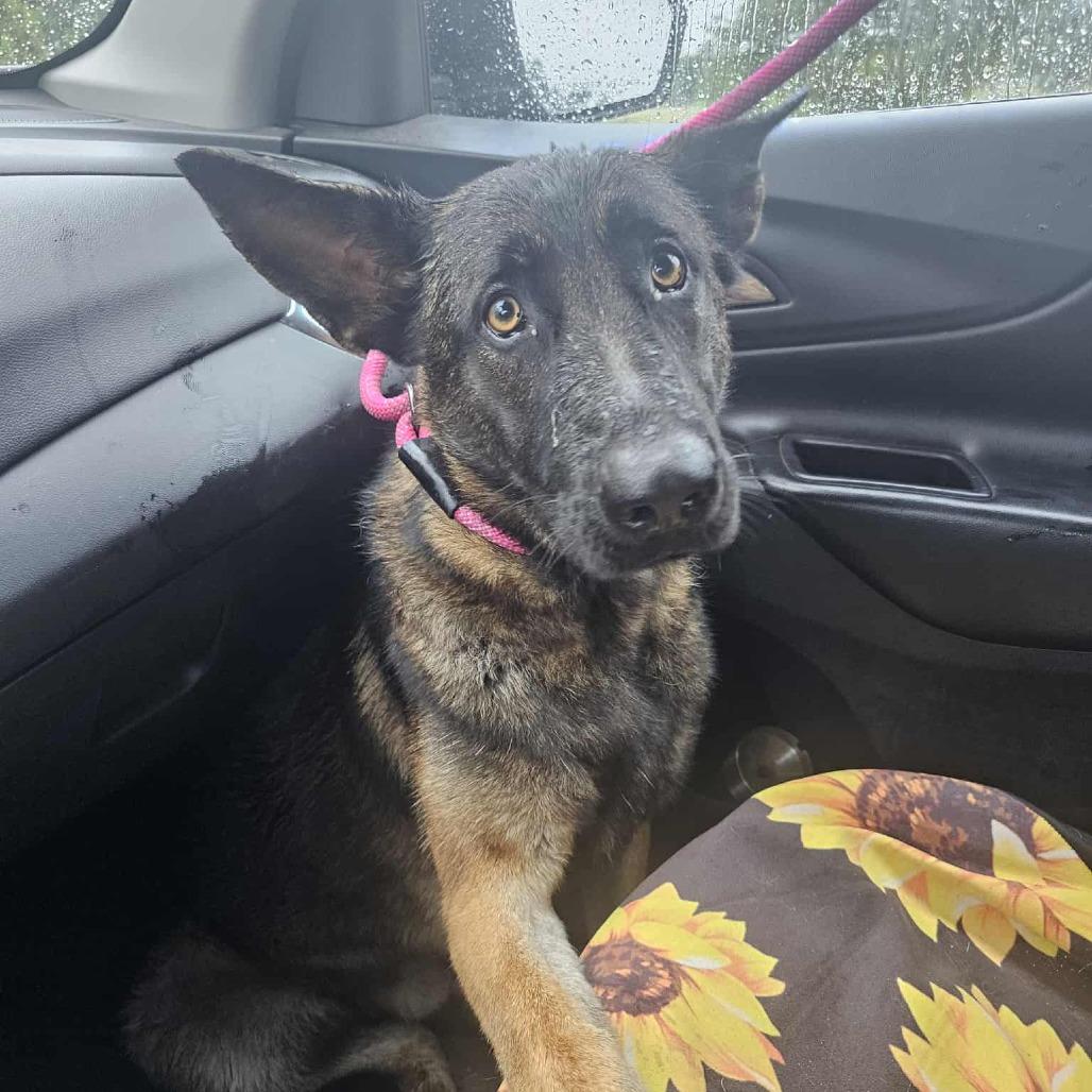 Manny, Adoptable, Adult Male German Shepherd Dog.