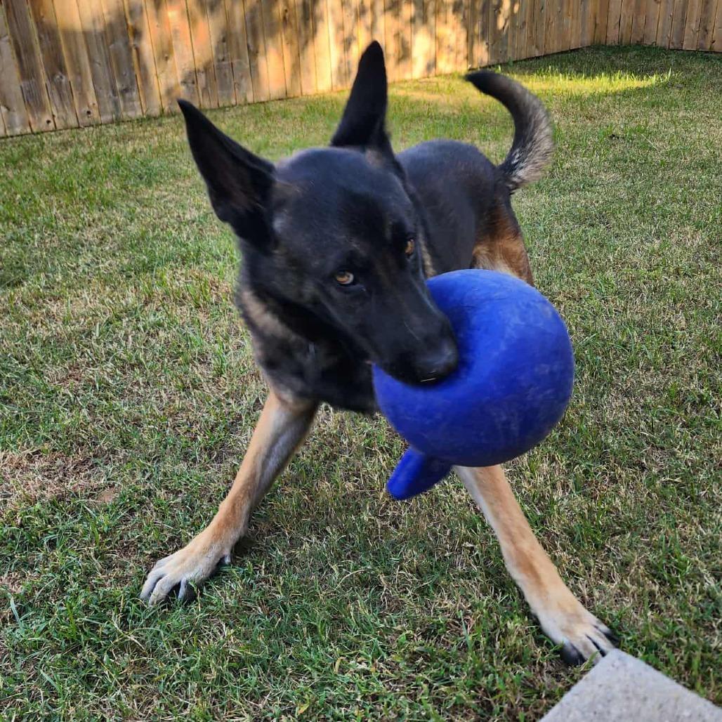 Enlarge Manny, a Adoptable German Shepherd Dog in Tulsa, OK image 2/6