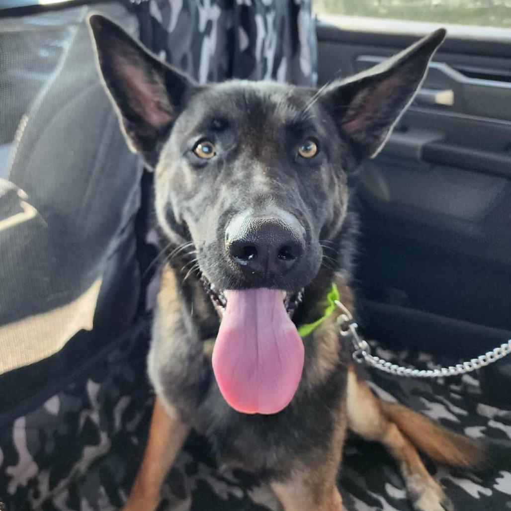 Enlarge Manny, a Adoptable German Shepherd Dog in Tulsa, OK image 5/6