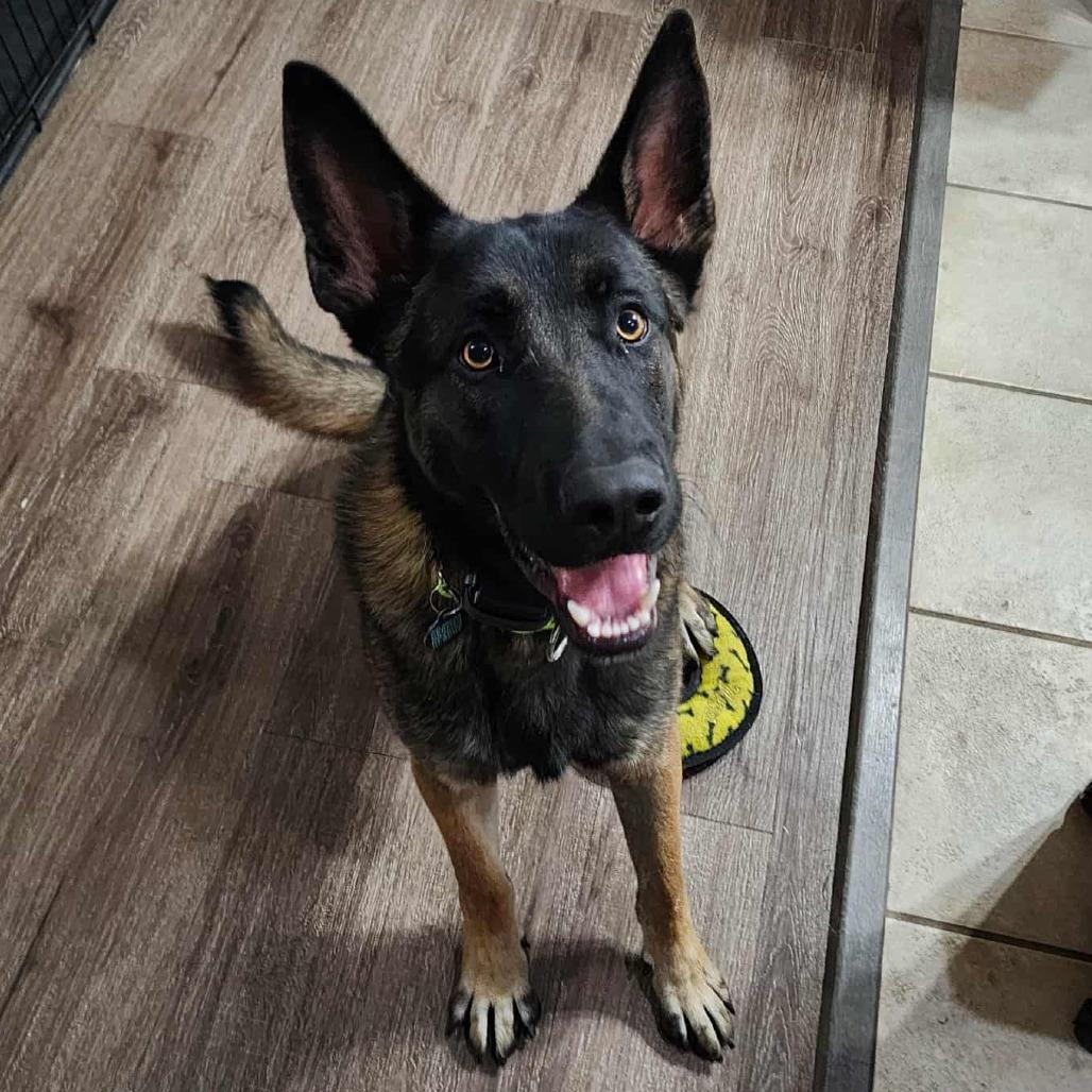 Enlarge Manny, a Adoptable German Shepherd Dog in Tulsa, OK image 6/6