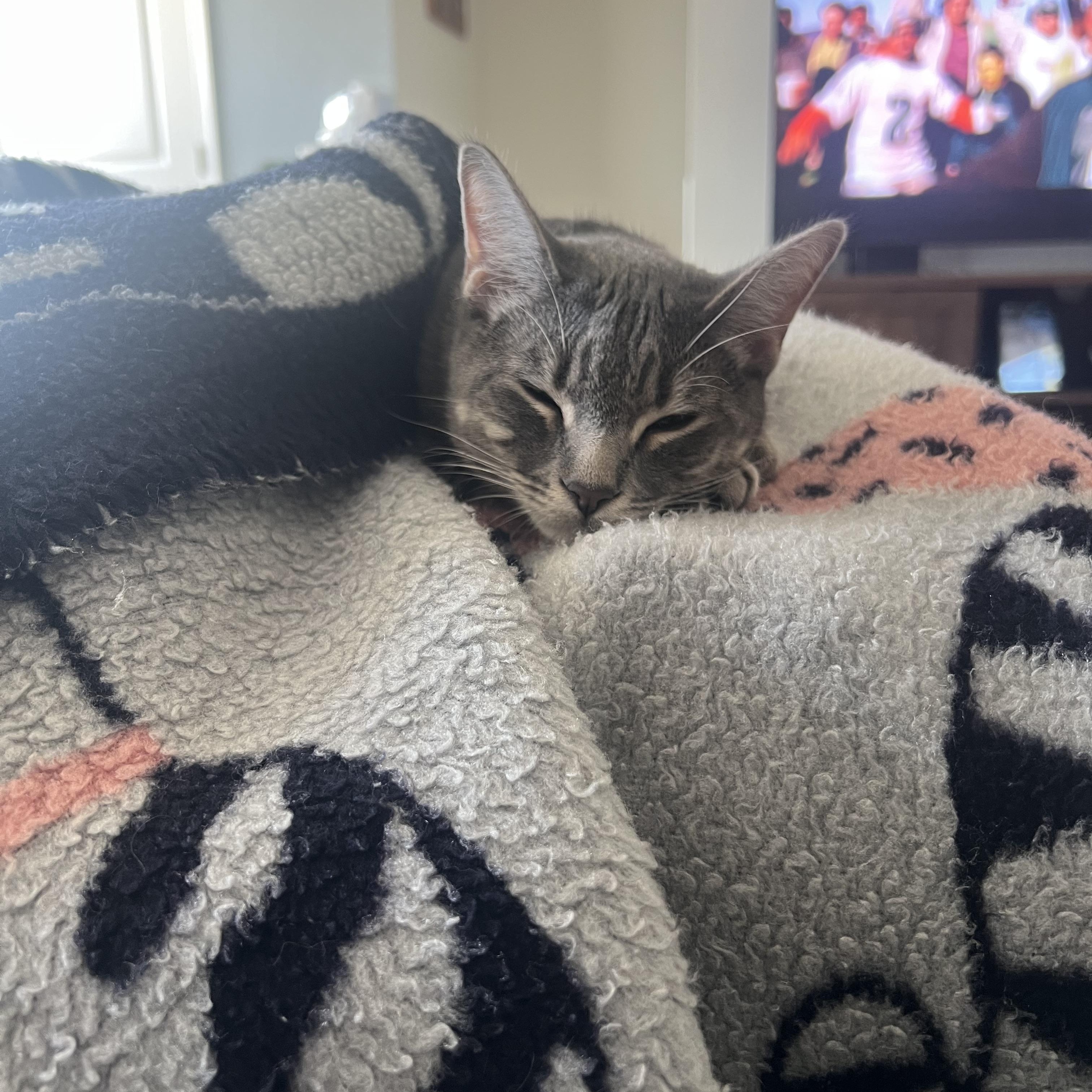 Enlarge Chicken , a ADOPTABLE Domestic Short Hair in Suffolk, VA image 5/6
