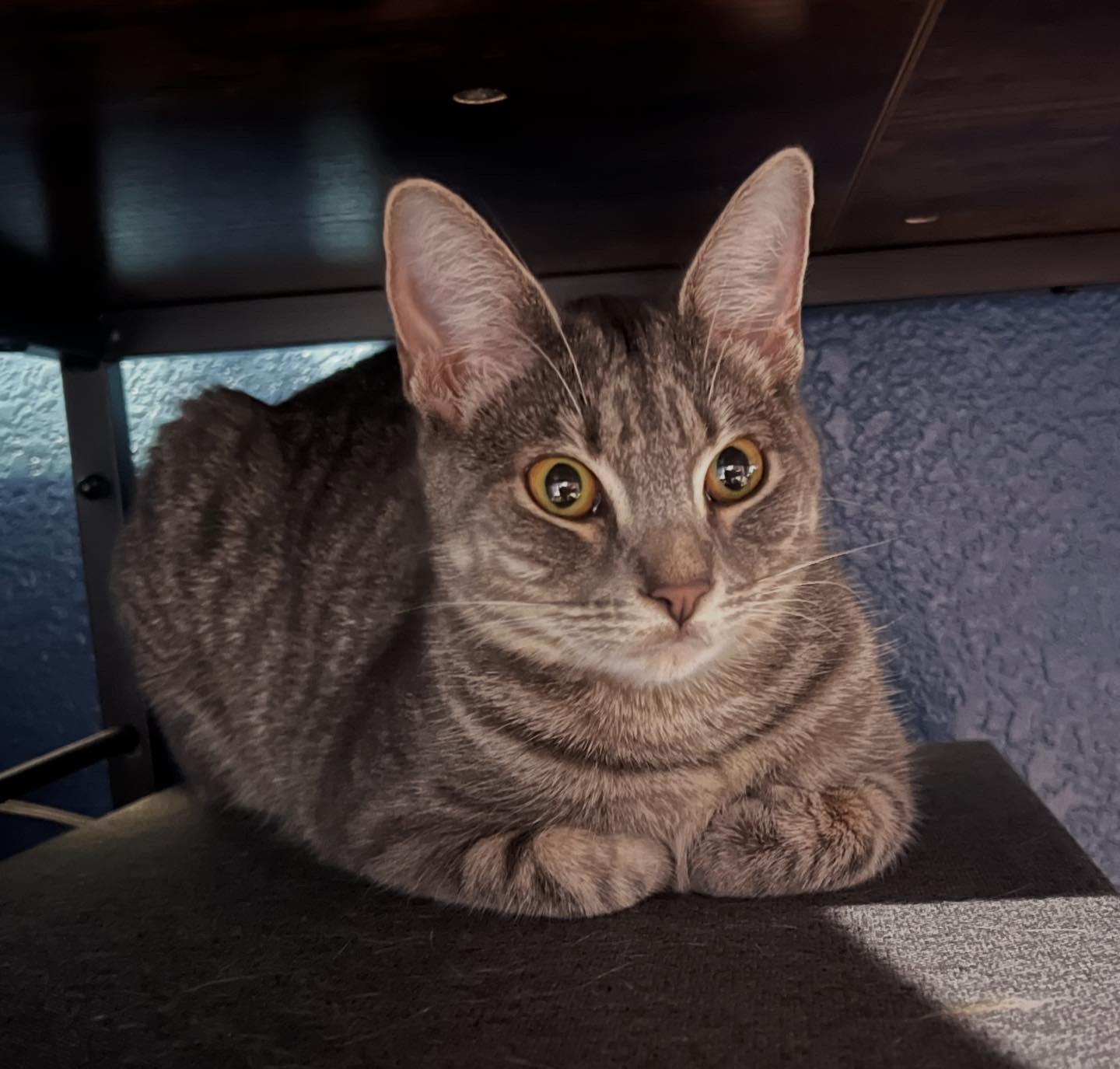 Enlarge Chicken , a ADOPTABLE Domestic Short Hair in Suffolk, VA image 4/6