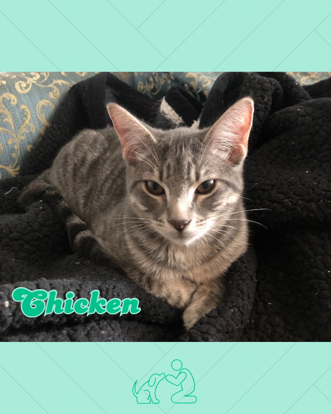 Enlarge Chicken , a ADOPTABLE Domestic Short Hair in Suffolk, VA image 1/3