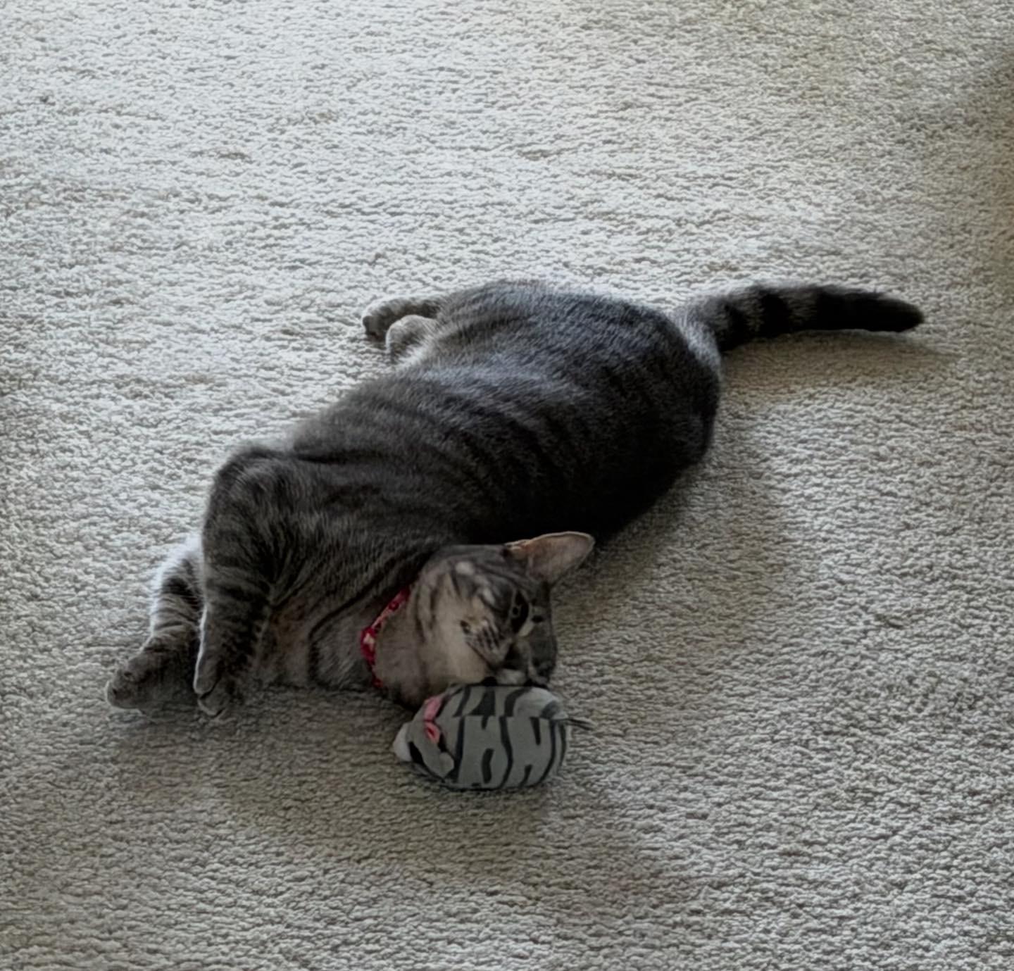 Enlarge Chicken , a ADOPTABLE Domestic Short Hair in Suffolk, VA image 3/6