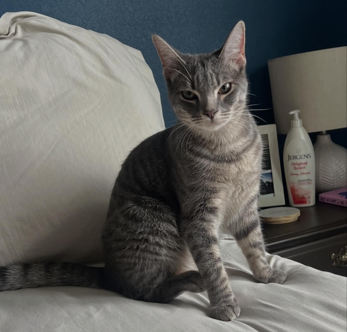Enlarge Chicken , a ADOPTABLE Domestic Short Hair in Suffolk, VA image 2/6