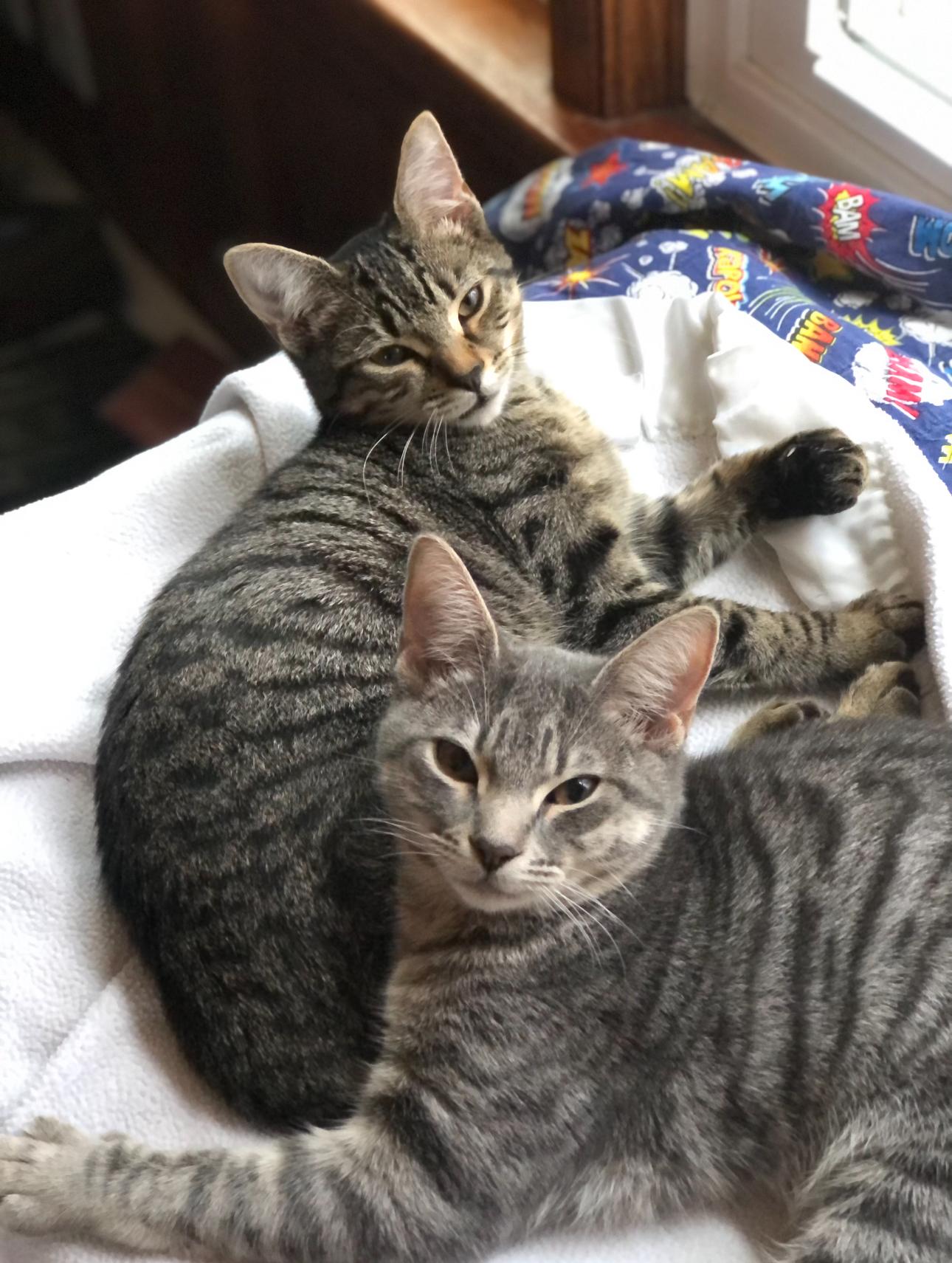 Enlarge Chicken , a ADOPTABLE Domestic Short Hair in Suffolk, VA image 2/3