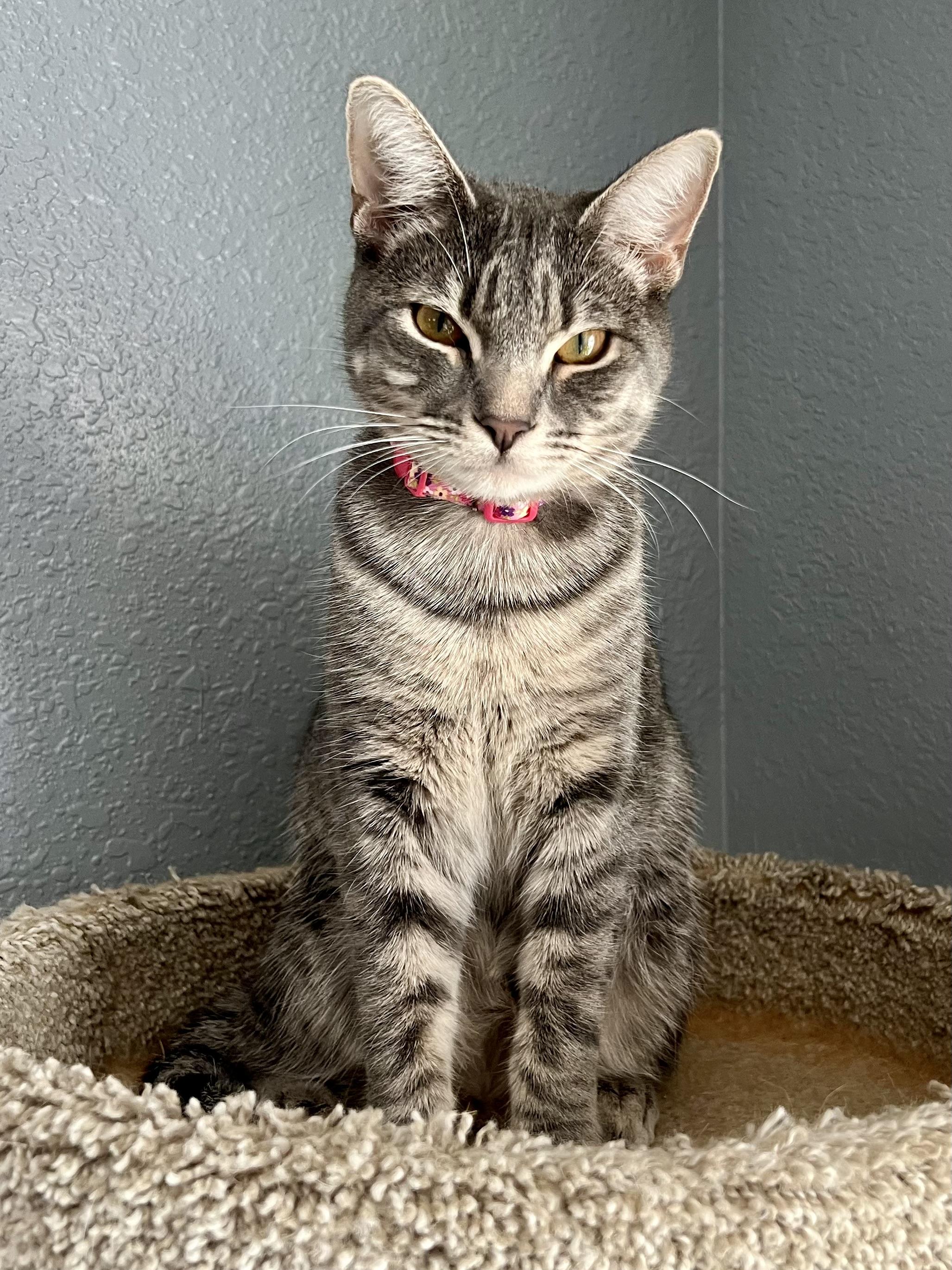 Chicken , ADOPTABLE, Young Female Domestic Short Hair.