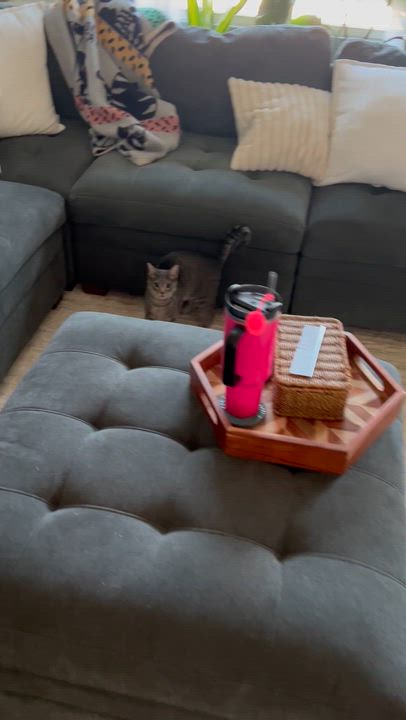 Enlarge Chicken , a ADOPTABLE Domestic Short Hair in Suffolk, VA video 6/6
