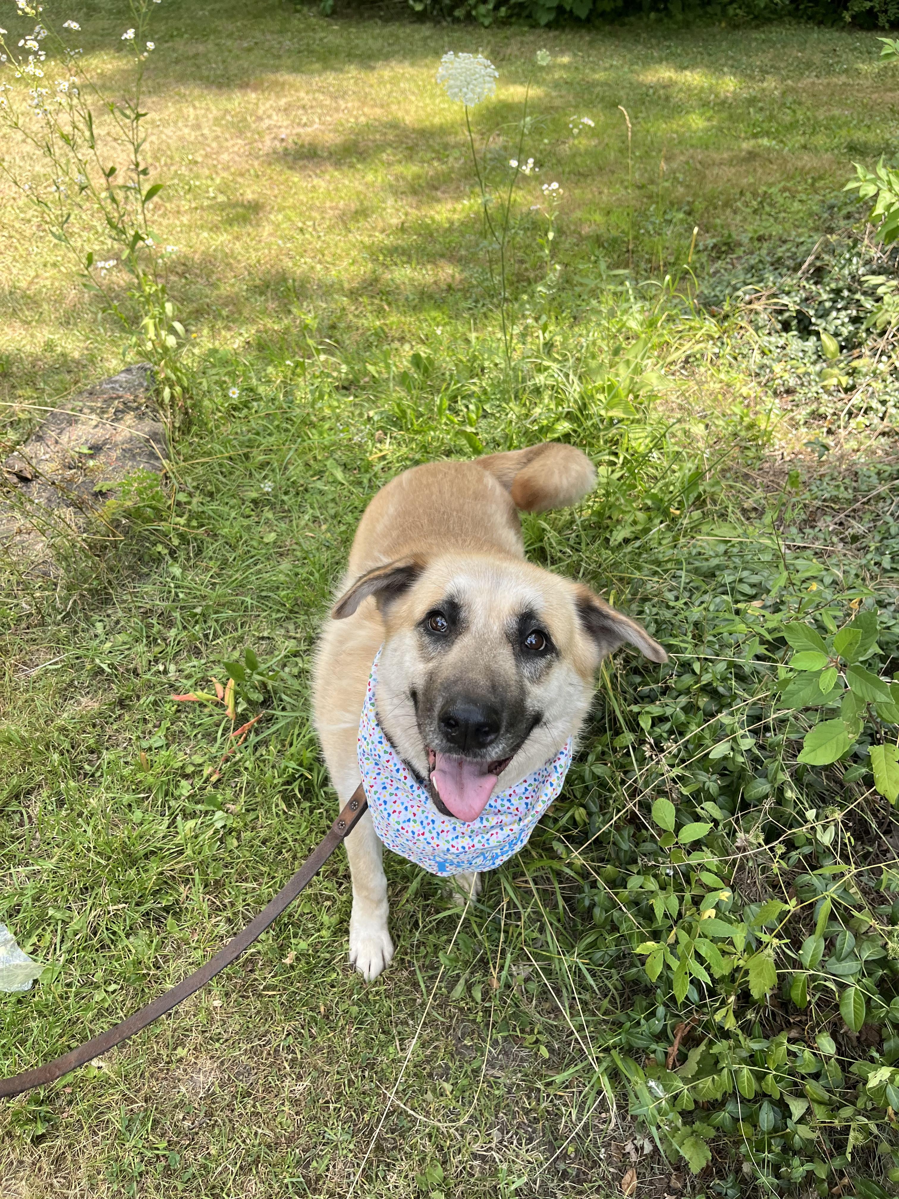 Coopie (20230331-05), an adoptable Shepherd in Fenwick, ON, L0S 1C0 | Photo Image 5