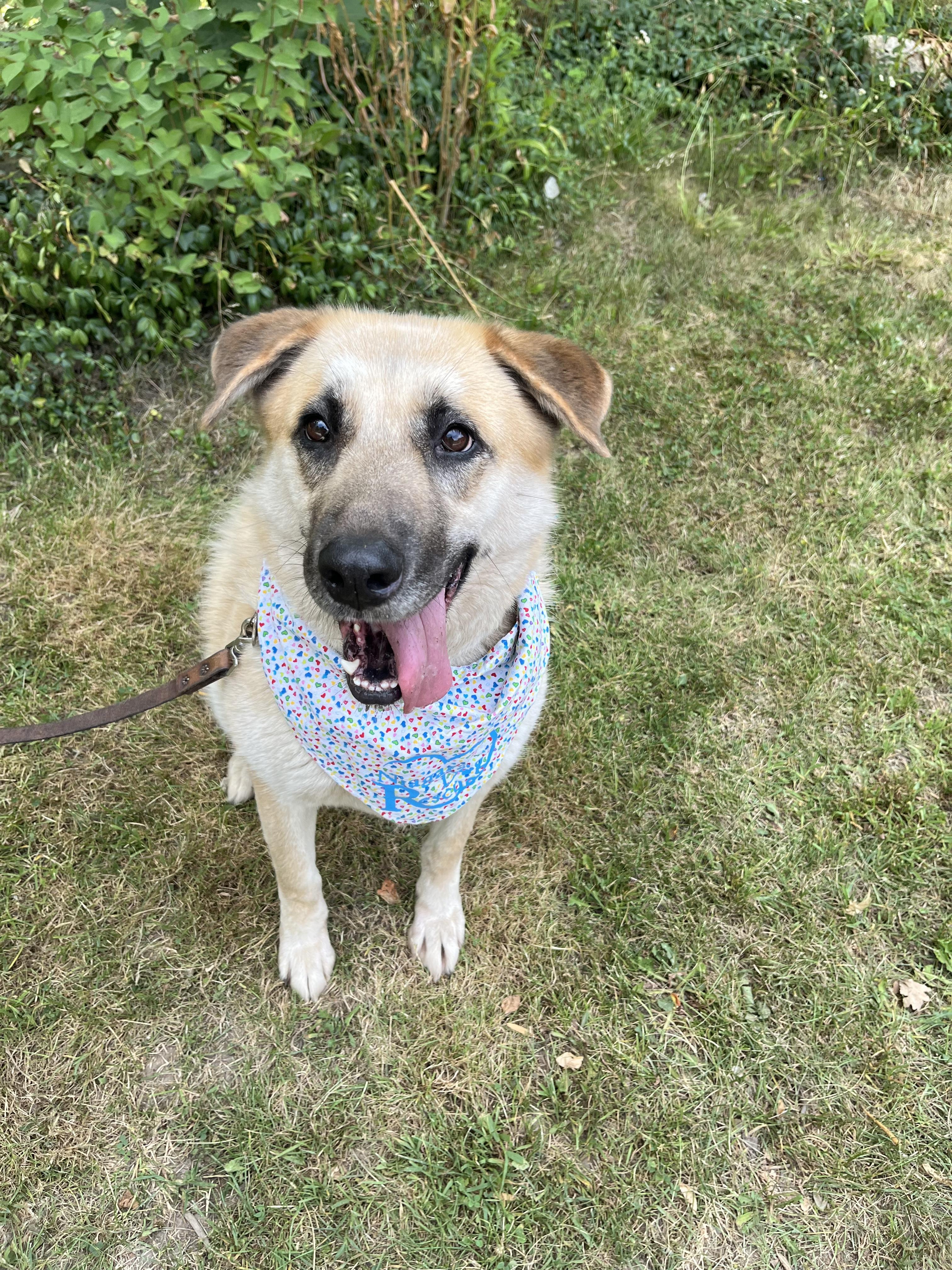 Coopie (20230331-05), a Adoptable mixed breed in Fenwick, ON image 6/6