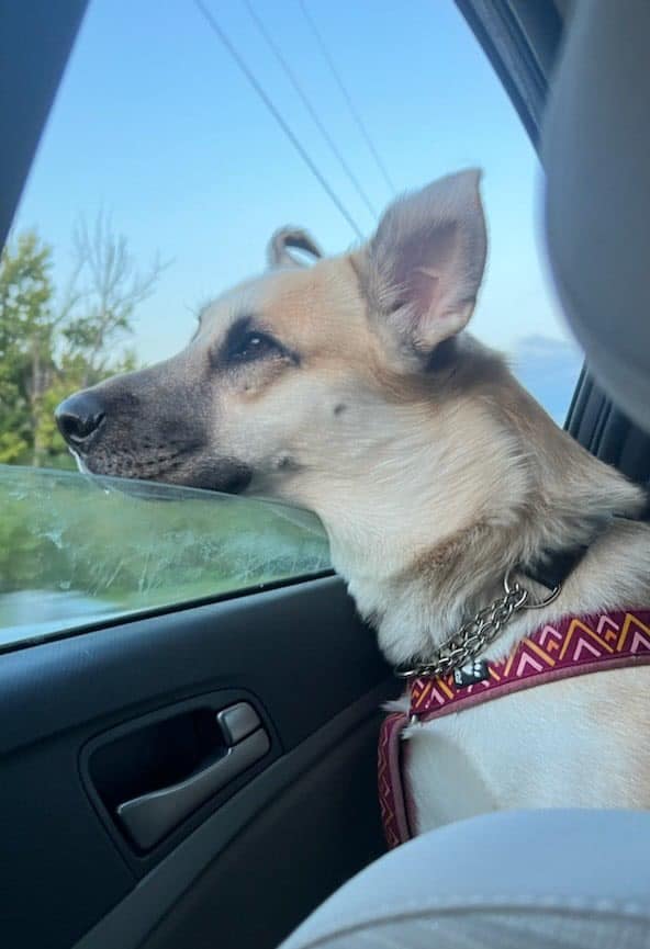 Coopie (20230331-05), a Adoptable mixed breed in Fenwick, ON image 3/6