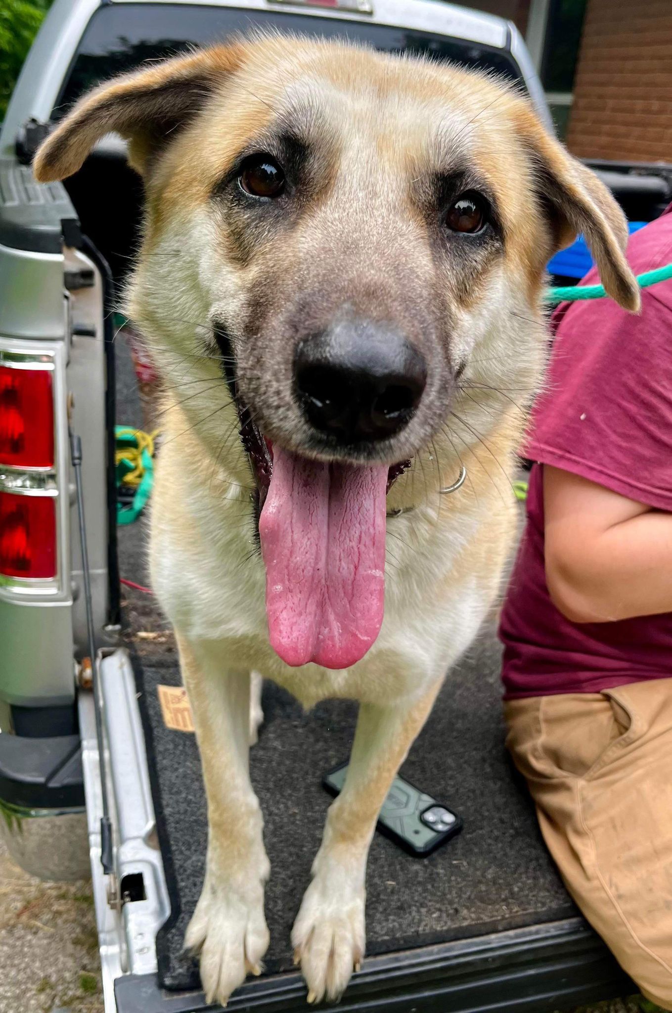 Coopie (20230331-05), a Adoptable mixed breed in Fenwick, ON image 4/6