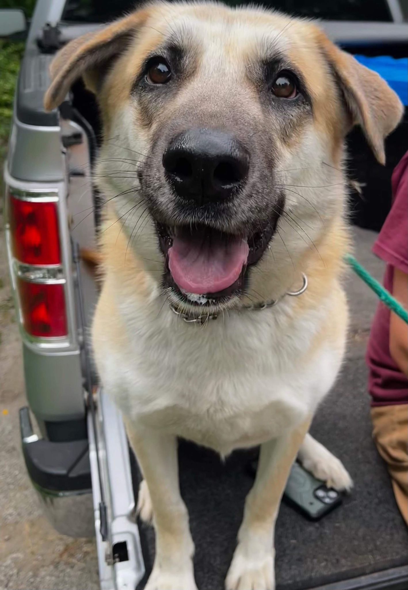 Coopie (20230331-05), a Adoptable mixed breed in Fenwick, ON image 2/6
