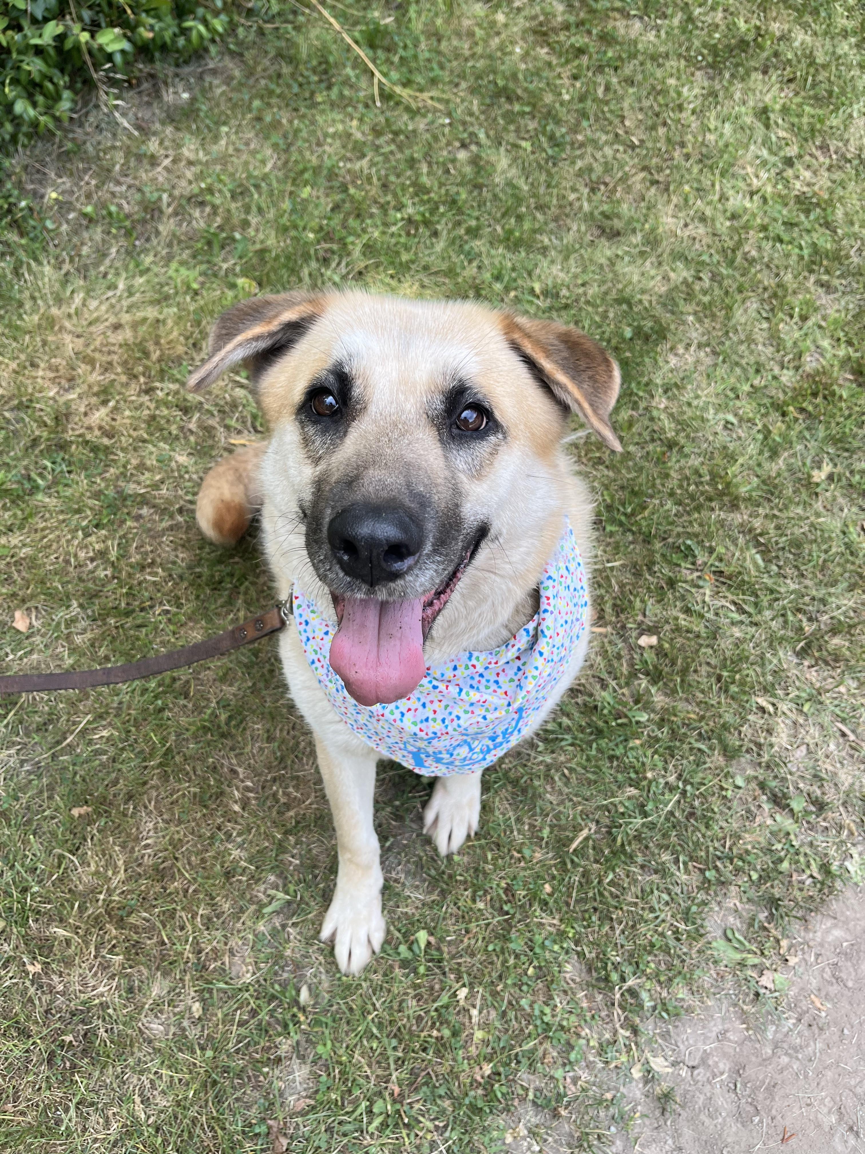 Coopie (20230331-05), a Adoptable mixed breed in Fenwick, ON image 1/6