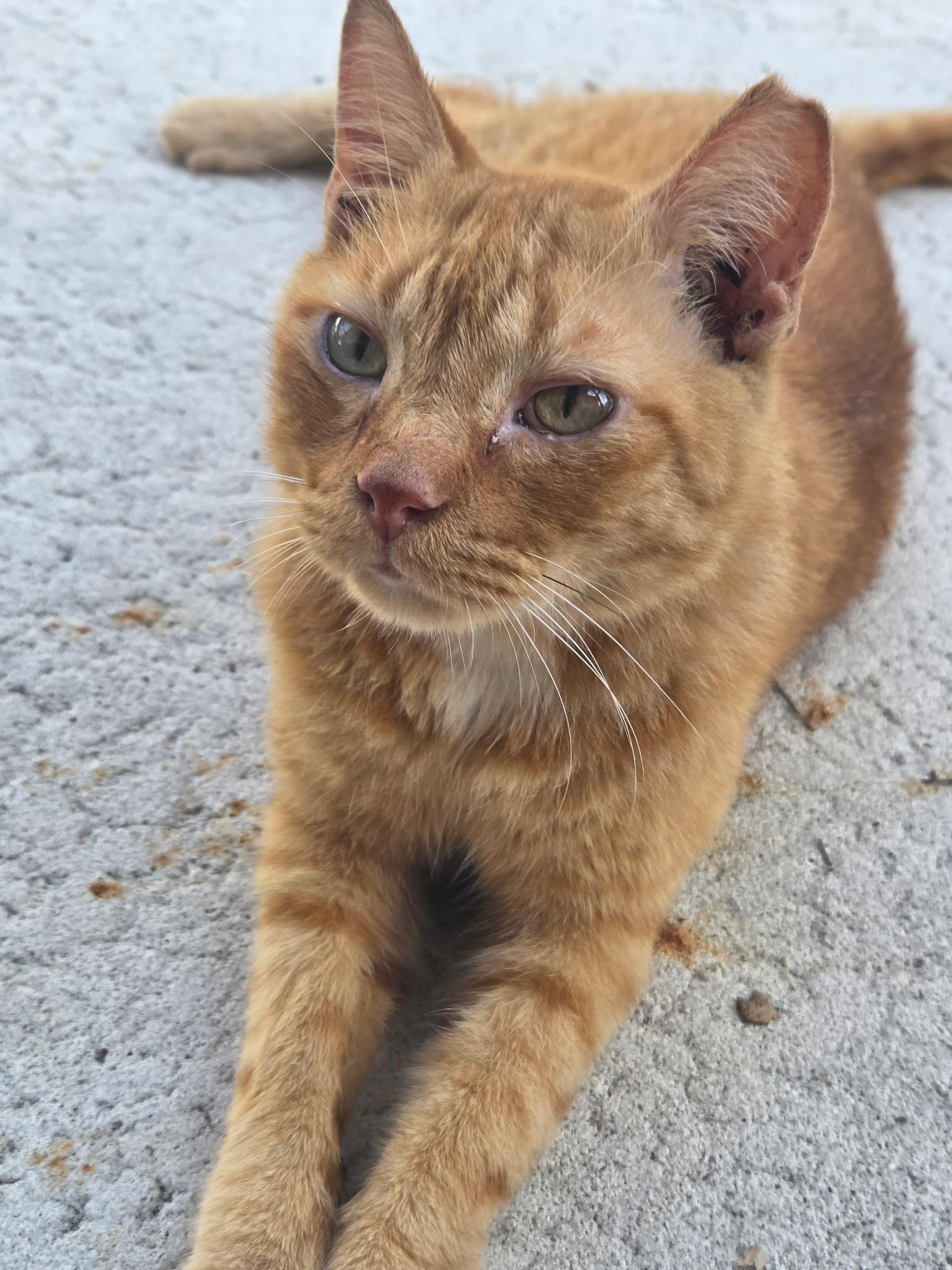 Buddy, ADOPTABLE, Young Male Tabby & Domestic Short Hair.