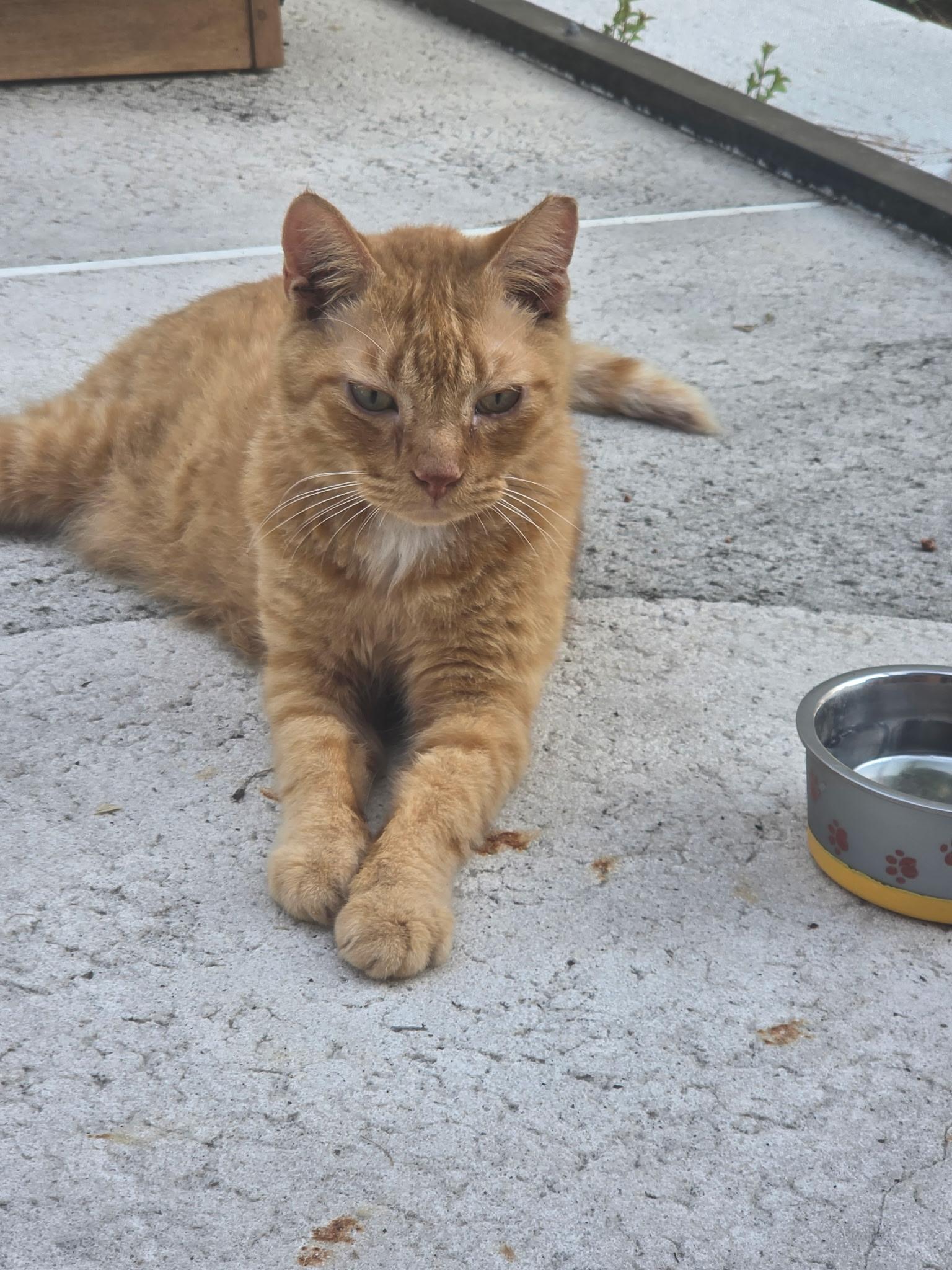 Enlarge Buddy, a ADOPTABLE mixed breed in Brooksville, FL image 2/5