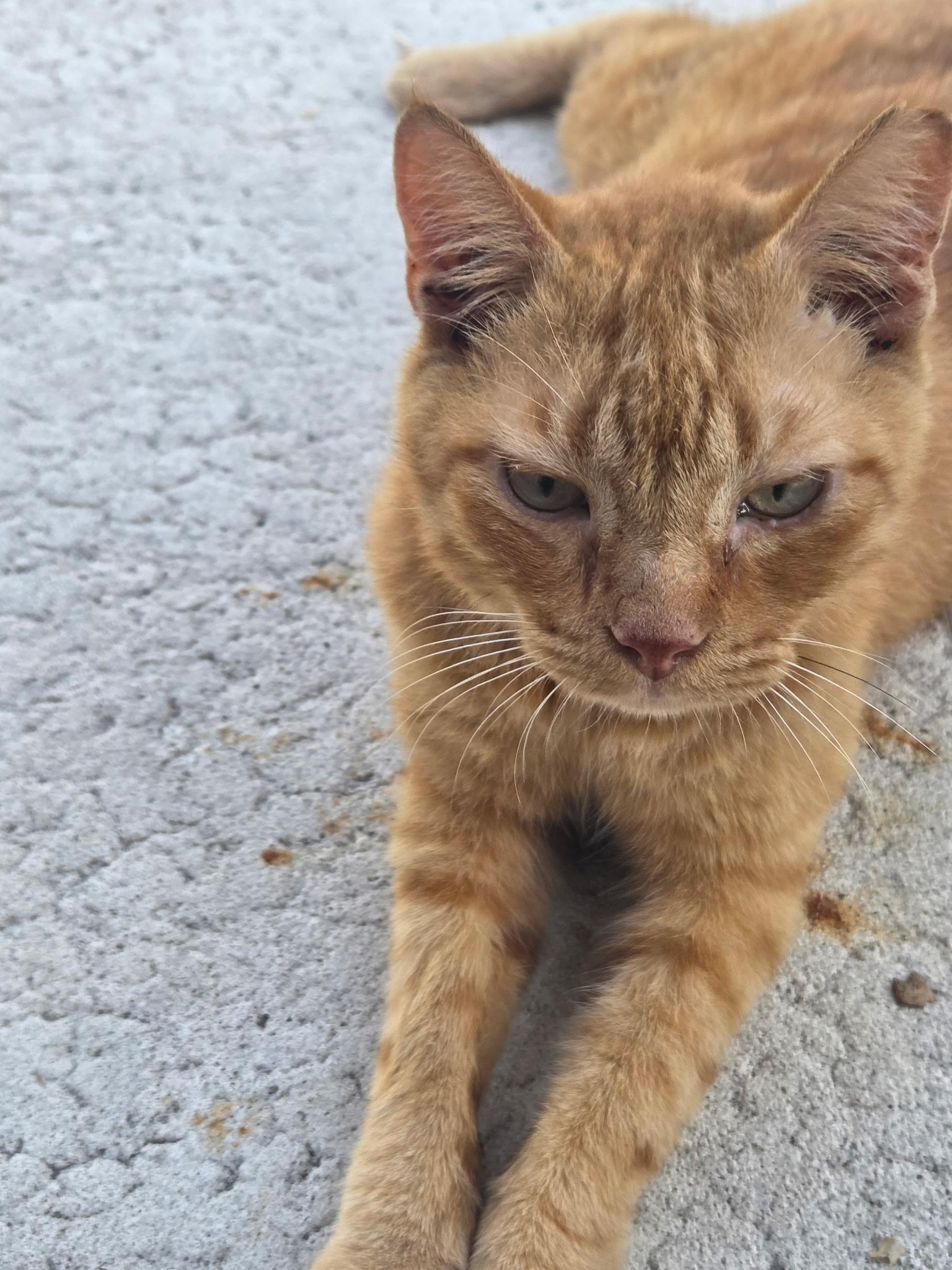 Enlarge Buddy, a ADOPTABLE mixed breed in Brooksville, FL image 3/5