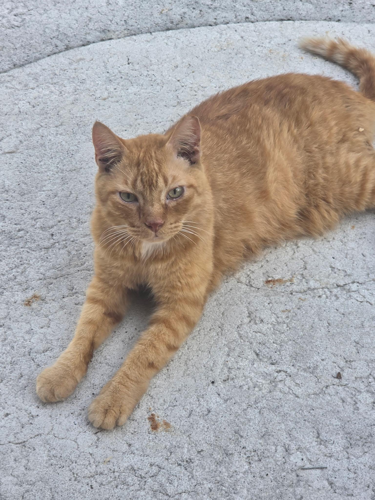 Enlarge Buddy, a ADOPTABLE mixed breed in Brooksville, FL image 5/5