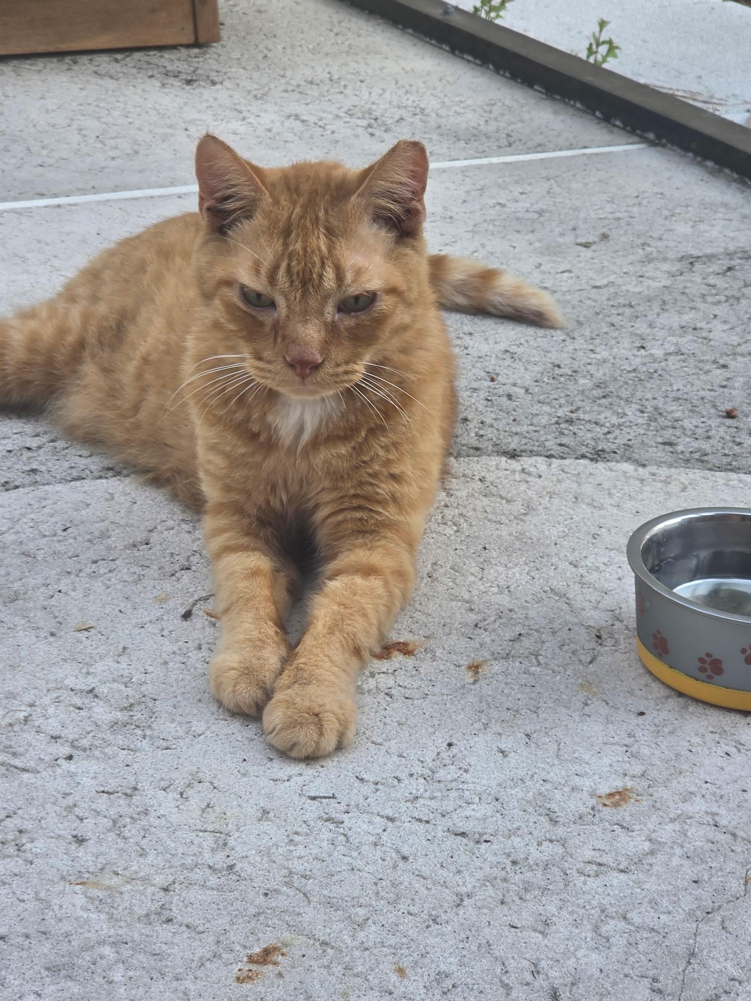 Enlarge Buddy, a ADOPTABLE mixed breed in Brooksville, FL image 4/5