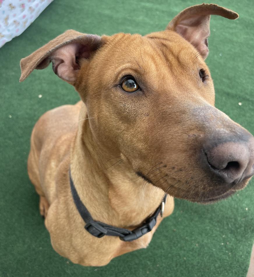 Queenie — thumbnail 2