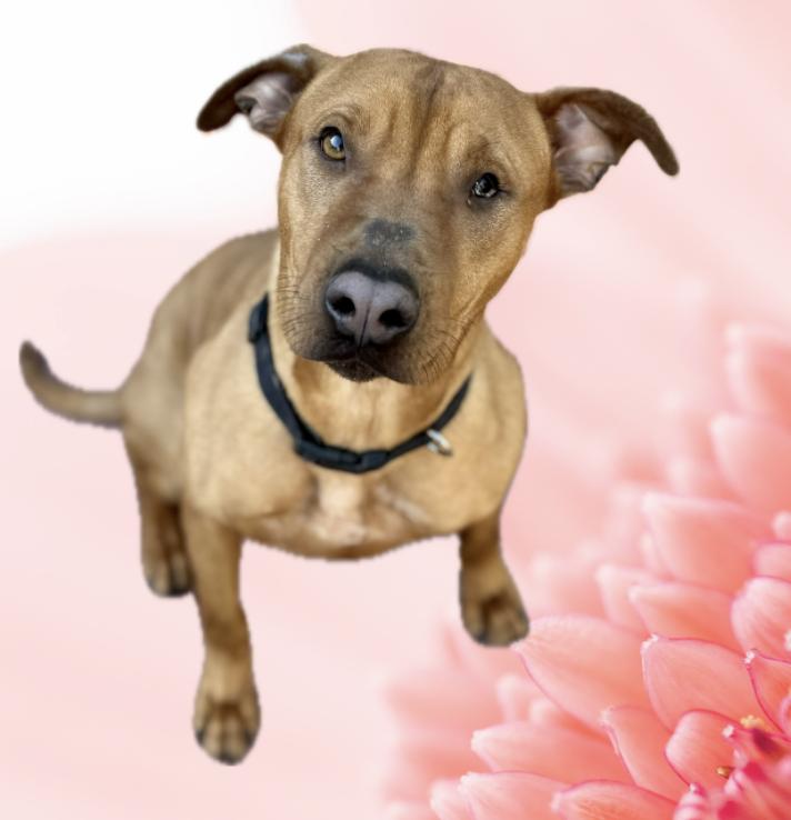 Queenie — thumbnail 3