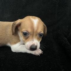 Enlarge Ivey, an adopted mixed breed in Tulsa, OK image 1/1