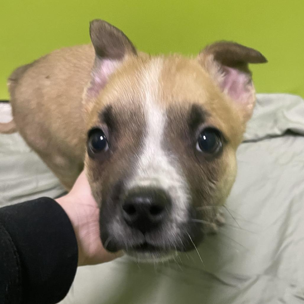 Enlarge Badger, a Adoptable mixed breed in Spokane, WA image 1/1