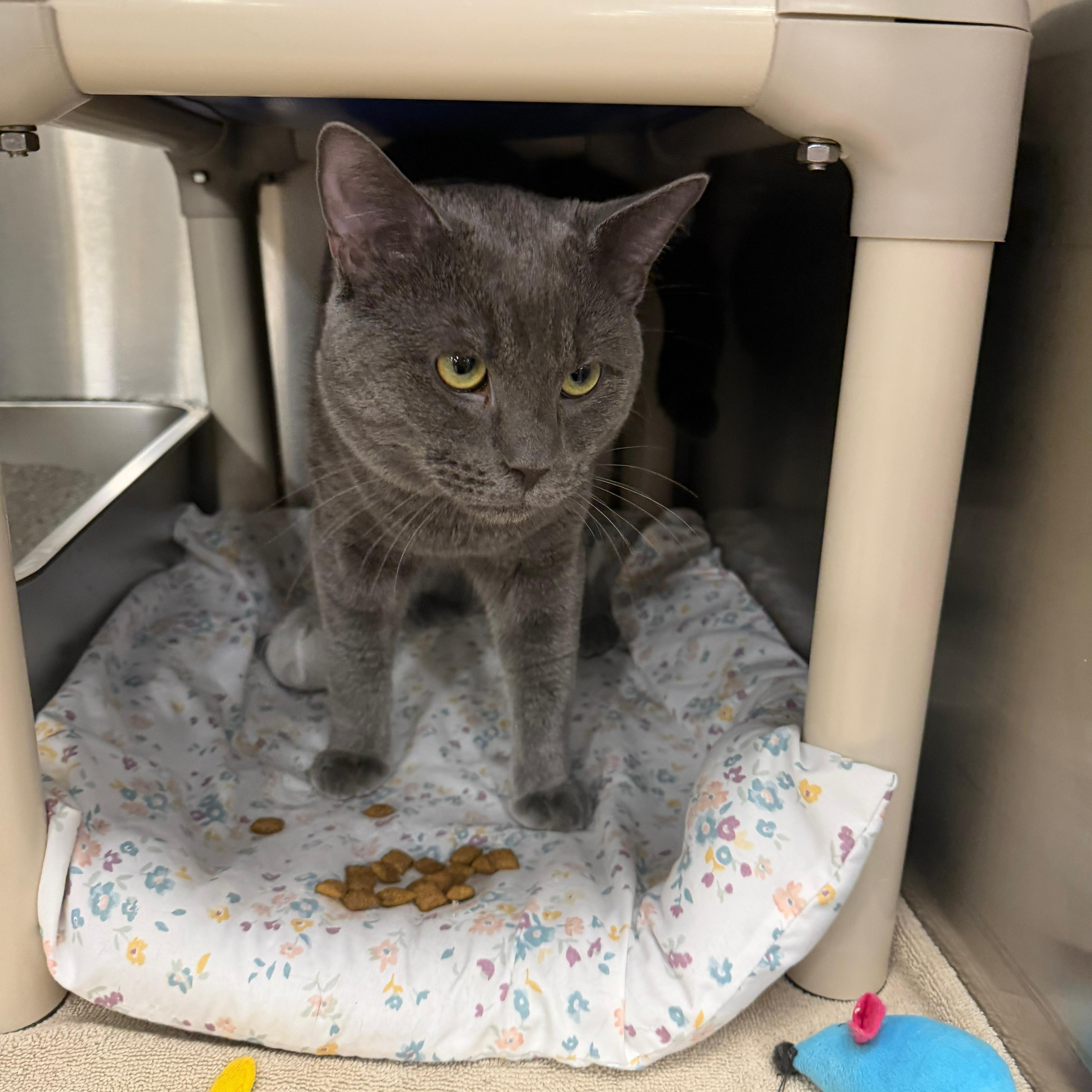 Ashton, an adopted Domestic Short Hair in Maple Shade, NJ image 3/3