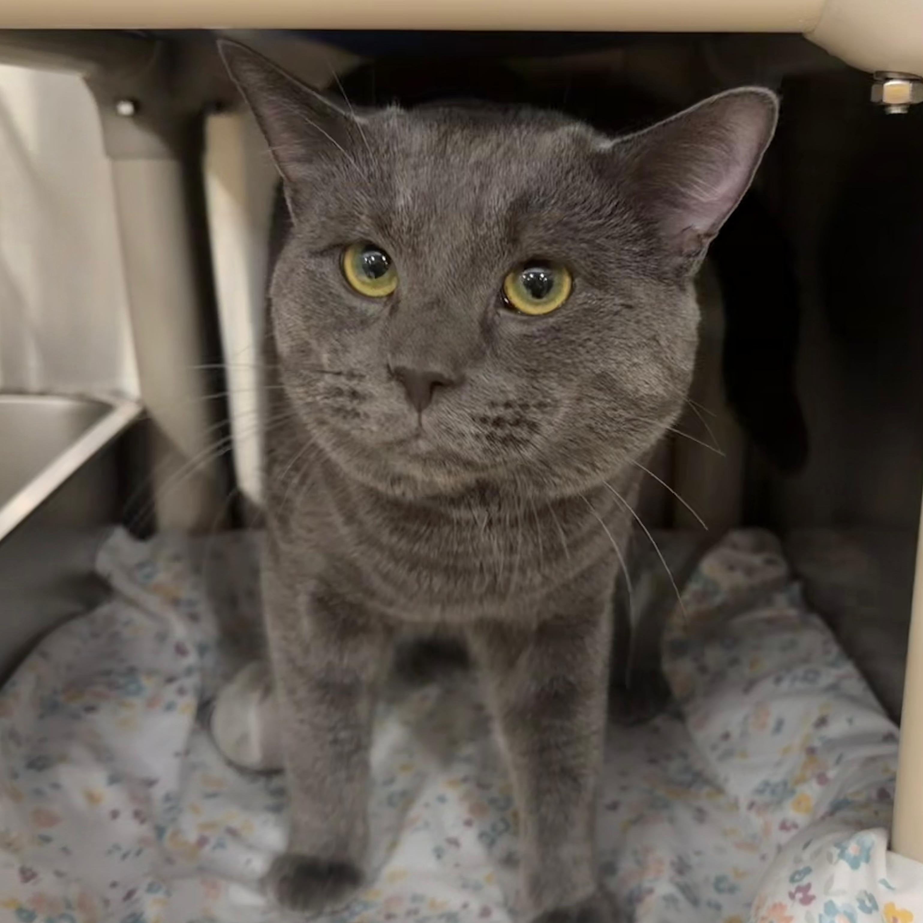 Ashton, adopted, Young Male Domestic Short Hair.