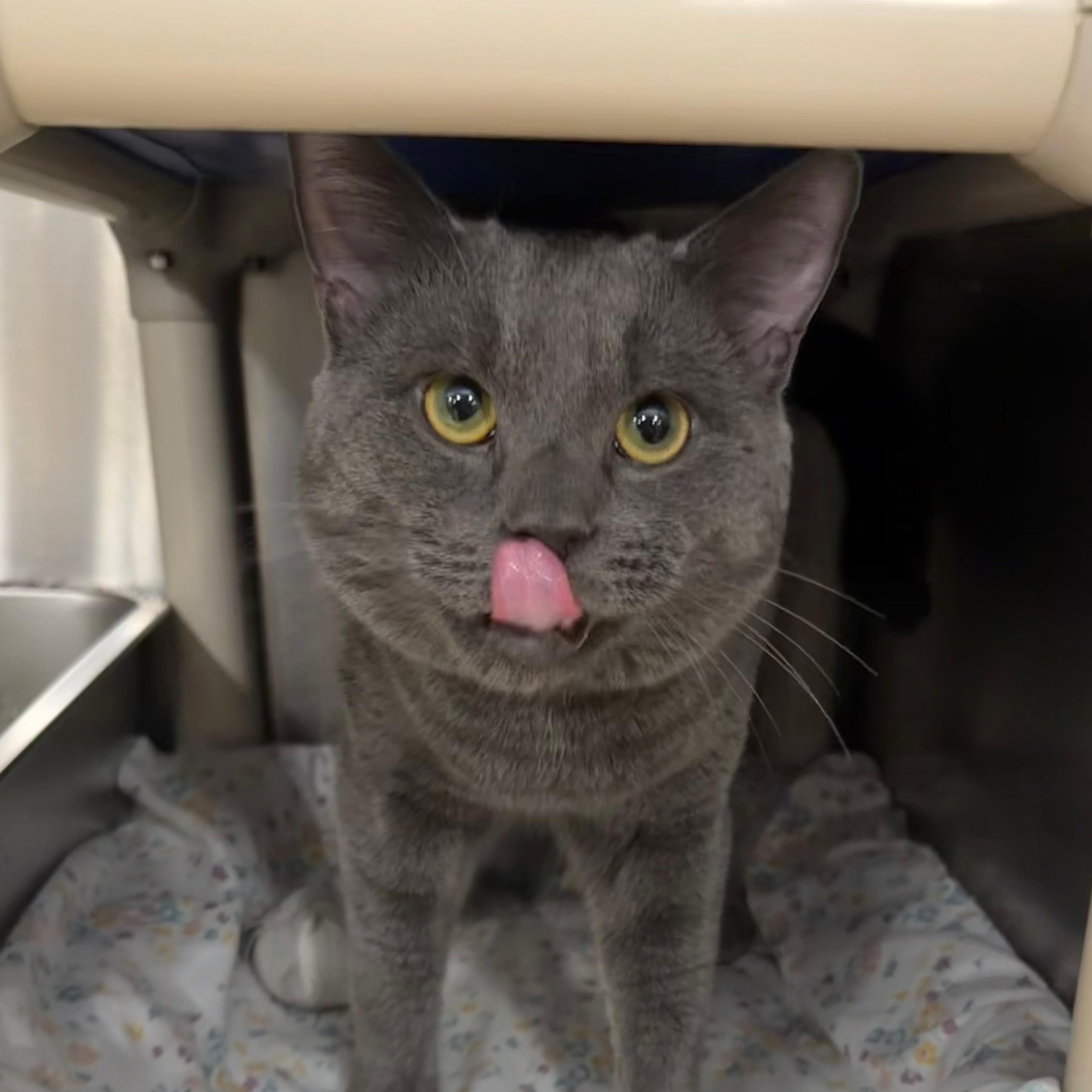 Ashton, an adopted Domestic Short Hair in Maple Shade, NJ image 2/3