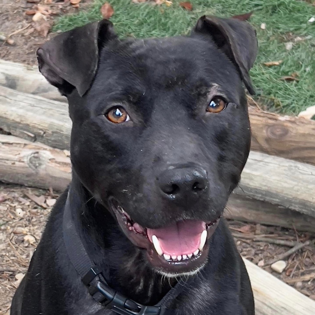 Nishi, Young Male Pit Bull Terrier