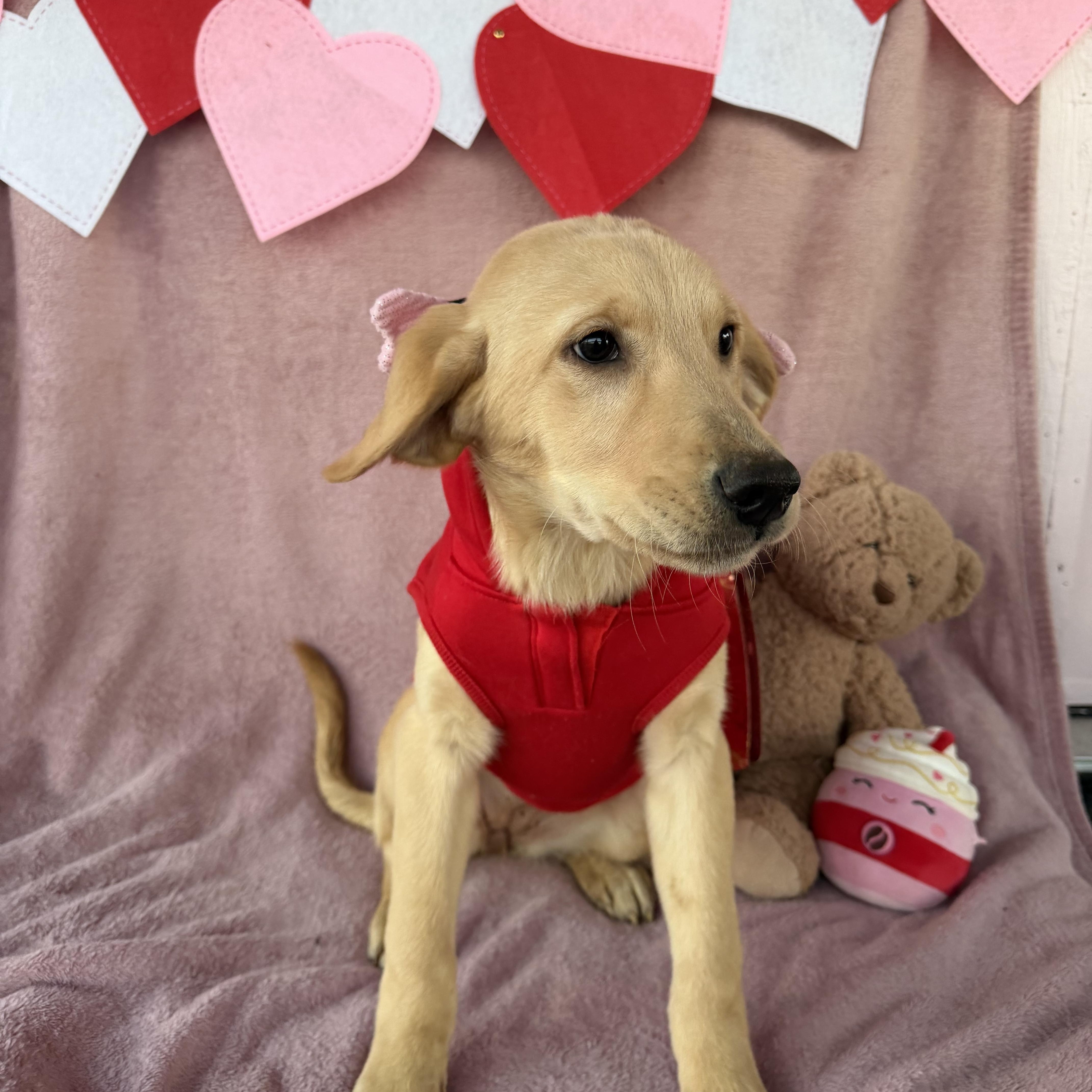 Enlarge Tammy, an adopted mixed breed in Smyrna, TN image 3/3