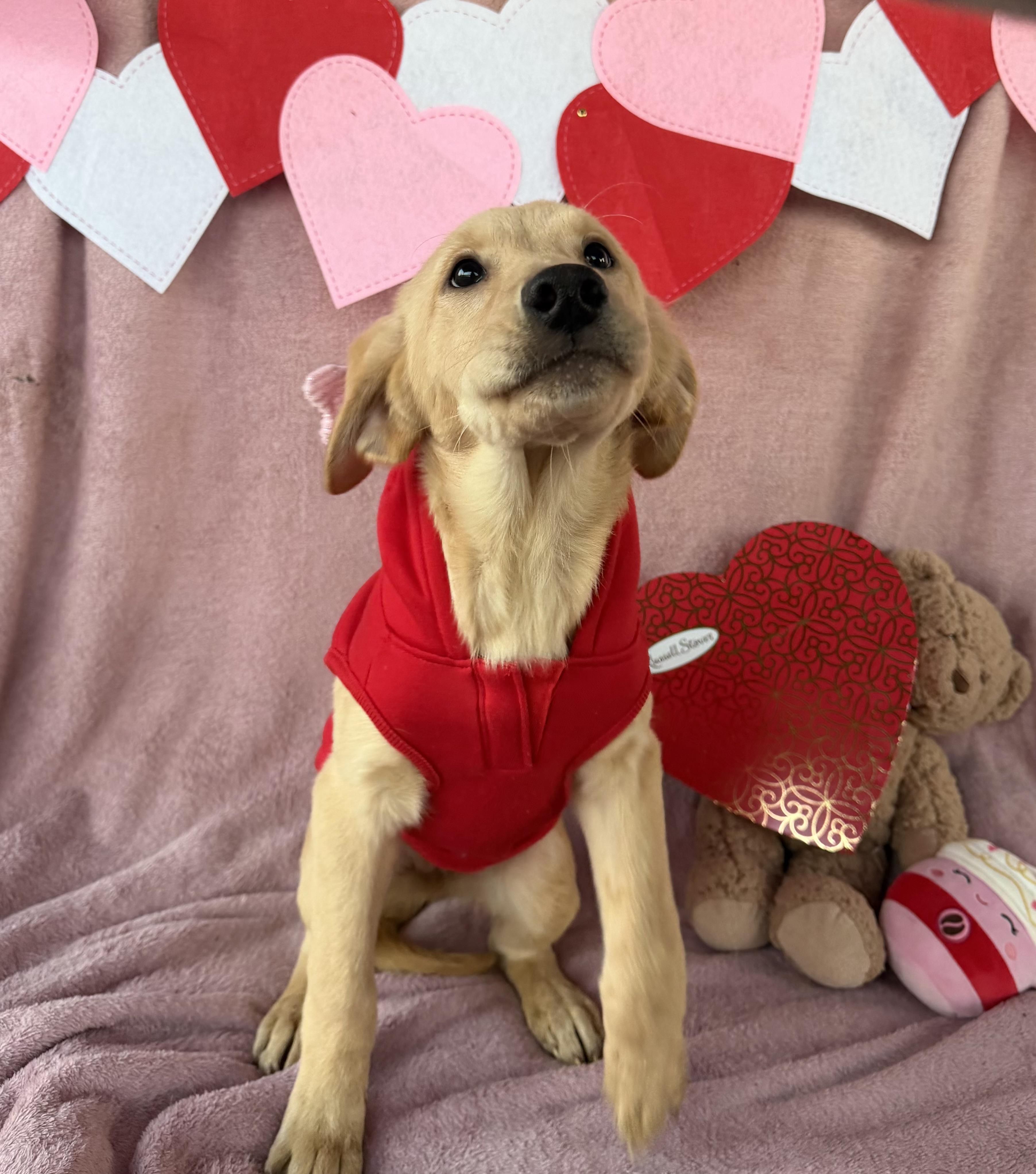 Enlarge Tammy, an adopted mixed breed in Smyrna, TN image 2/3