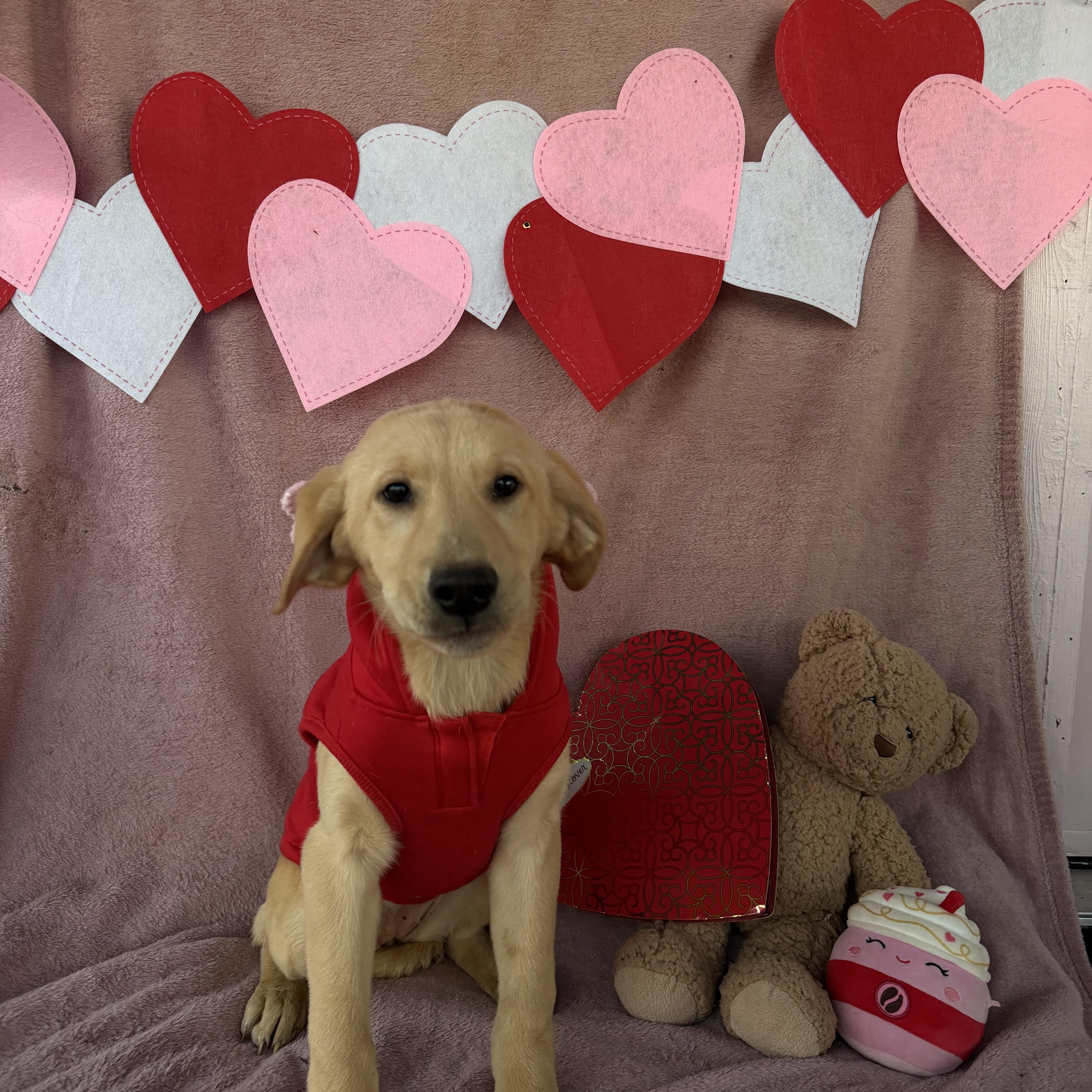 Tammy, adopted, Puppy Female Labrador Retriever.