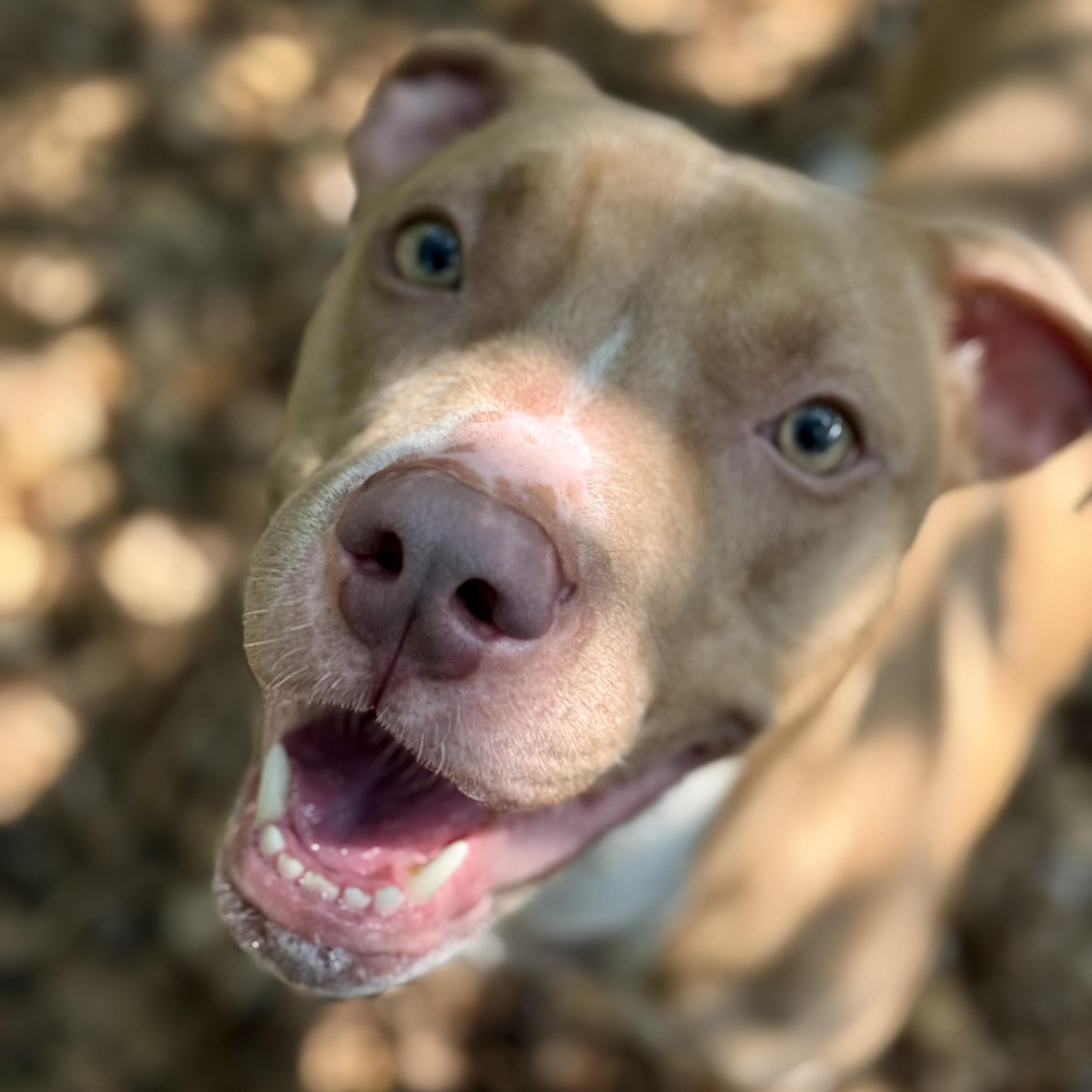 Skylar-52917, a ADOPTABLE Pit Bull Terrier in Columbia, MD image 3/4