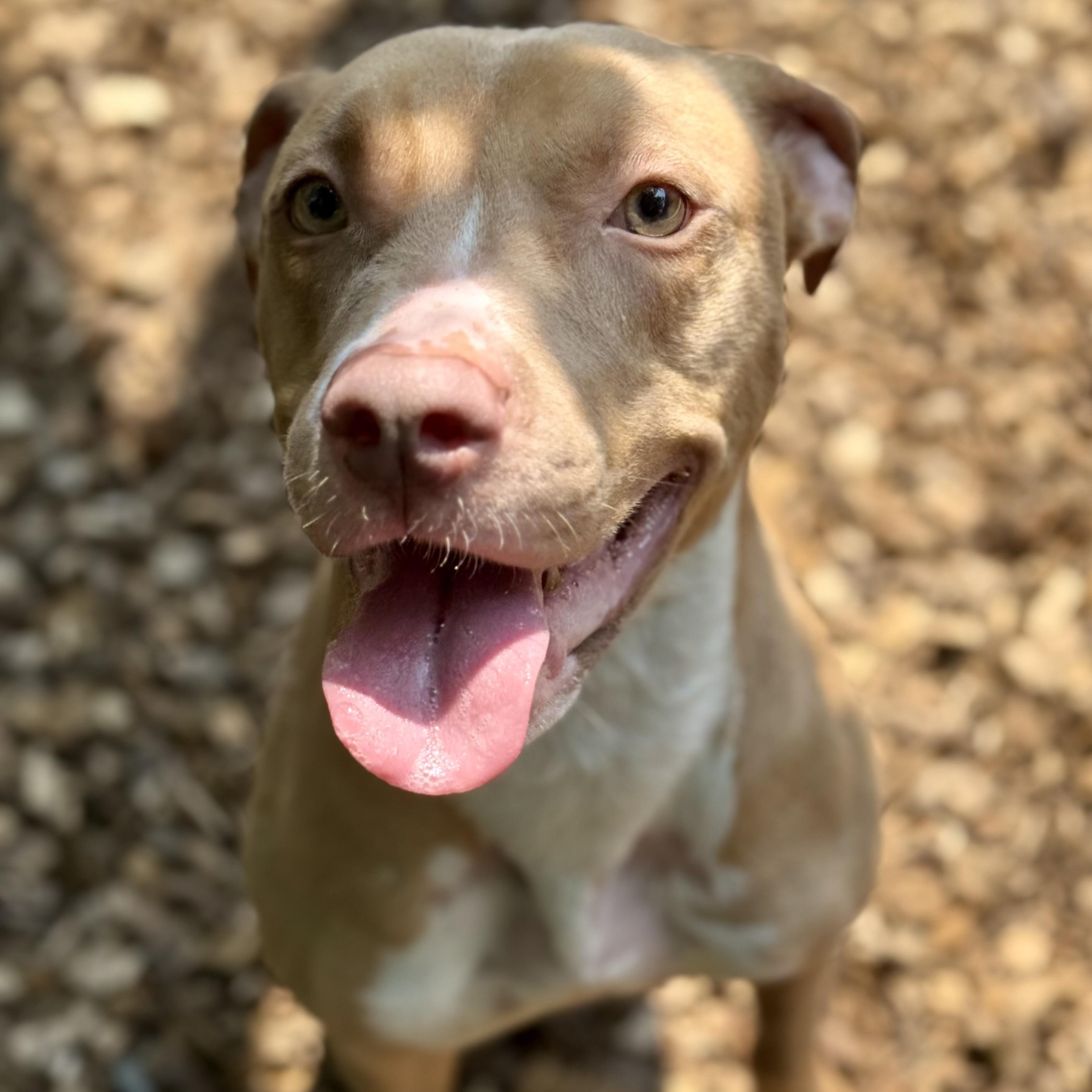 Skylar-52917, a ADOPTABLE Pit Bull Terrier in Columbia, MD image 2/4