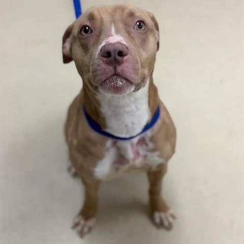 Skylar-52917, a ADOPTABLE Pit Bull Terrier in Columbia, MD image 4/4
