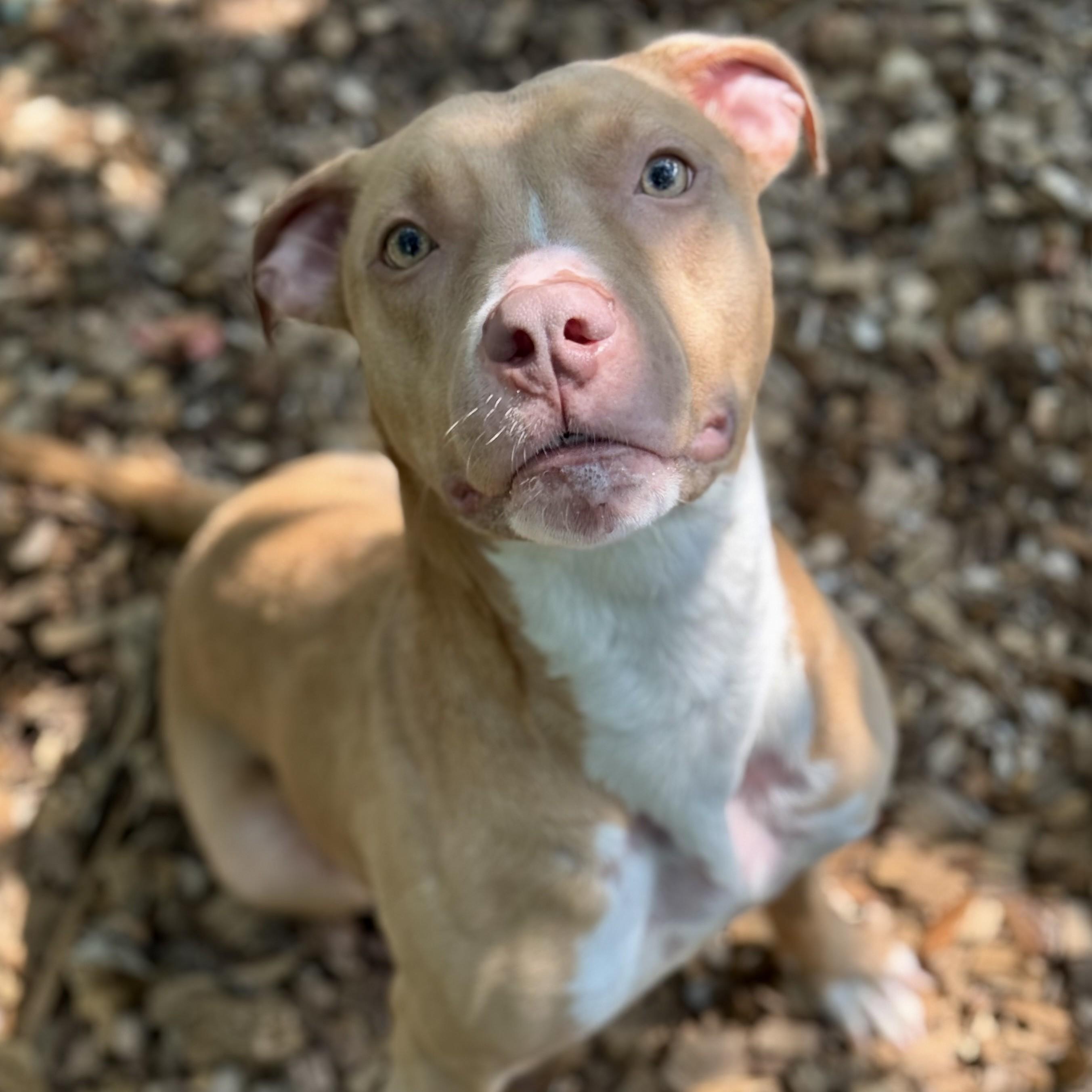 Skylar-52917, ADOPTABLE, Adult Male Pit Bull Terrier.