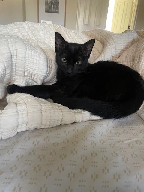 Enlarge Macho, a Adoptable Domestic Short Hair in Frederick, MD image 5/6