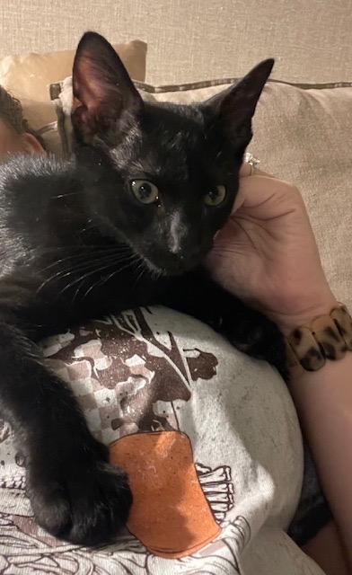 Enlarge Macho, a Adoptable Domestic Short Hair in Frederick, MD image 2/6