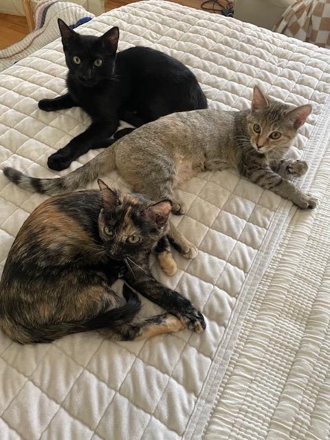 Enlarge Macho, a Adoptable Domestic Short Hair in Frederick, MD image 1/6