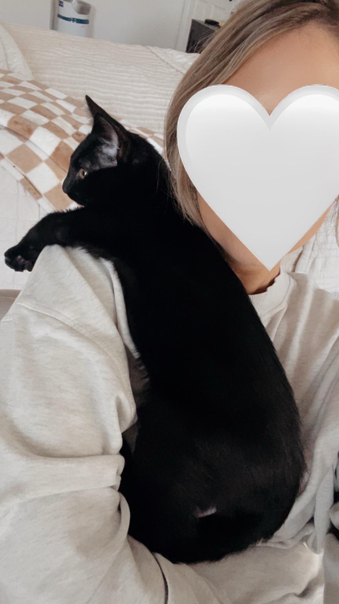 Enlarge Macho, a Adoptable Domestic Short Hair in Frederick, MD image 3/6