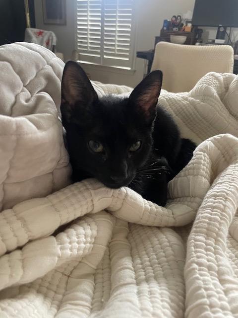 Enlarge Macho, a Adoptable Domestic Short Hair in Frederick, MD image 4/6