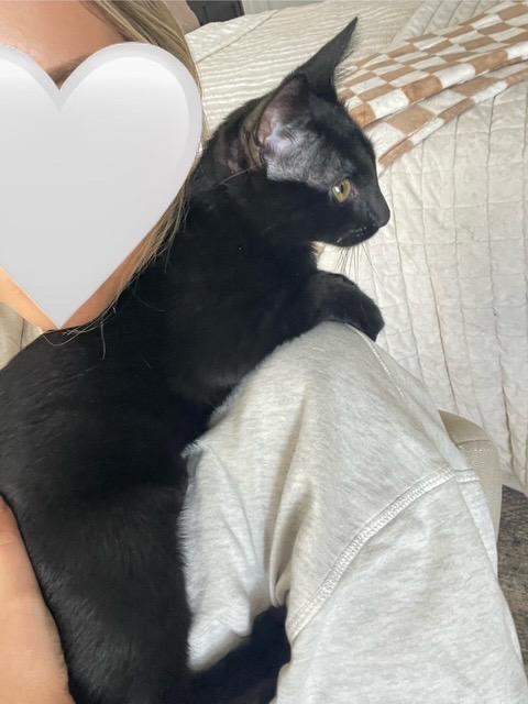 Enlarge Macho, a Adoptable Domestic Short Hair in Frederick, MD image 6/6