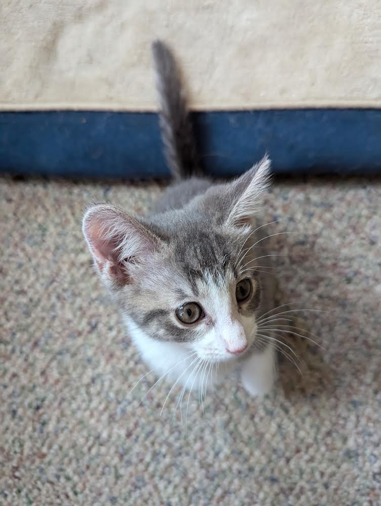 Cat for adoption Milady de Winter, a Domestic Short Hair in Kenosha
